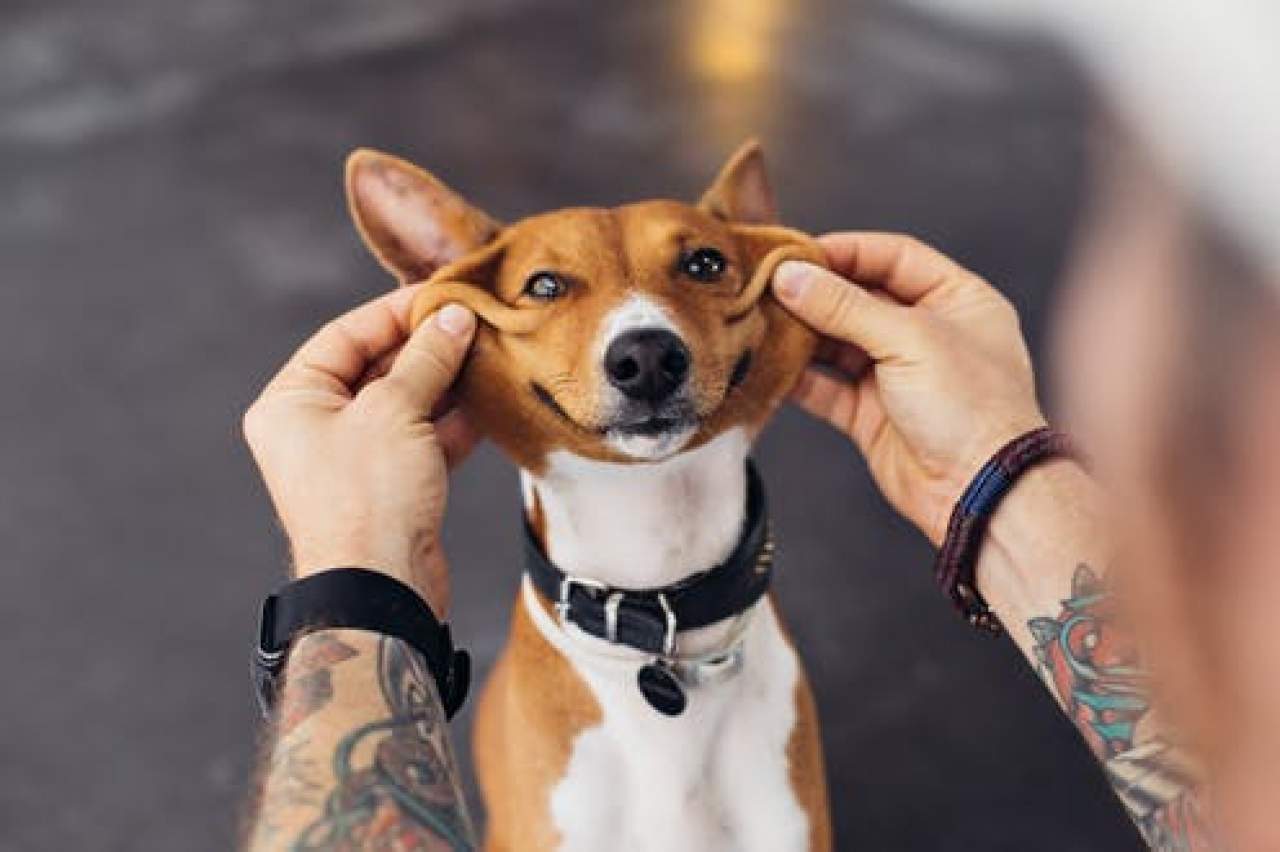 Tienda de veterinaria online