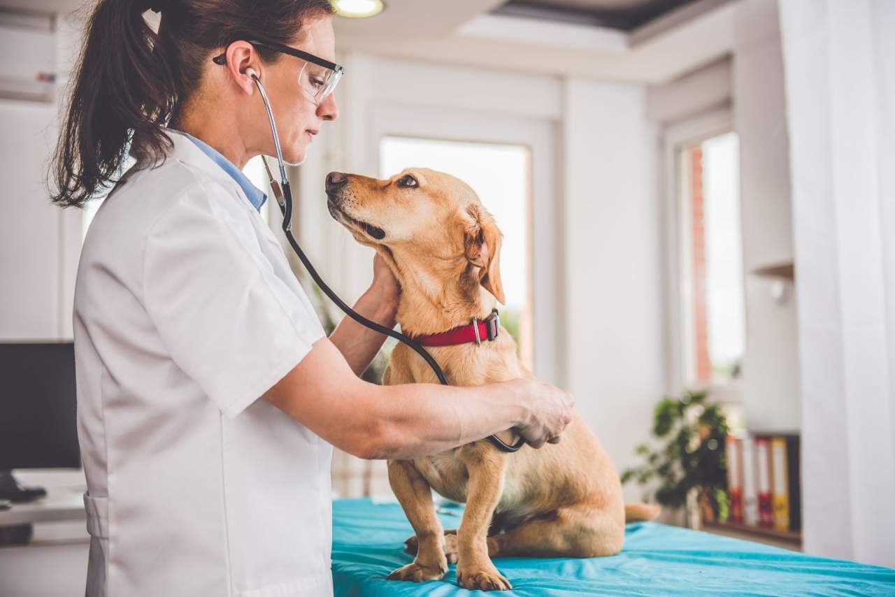 Características del software veterinario PetClinic