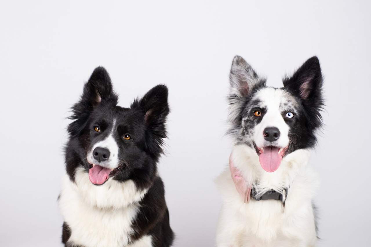 La ozonoterapia con animales recomendada por Clínica veterinaria El Estrecho