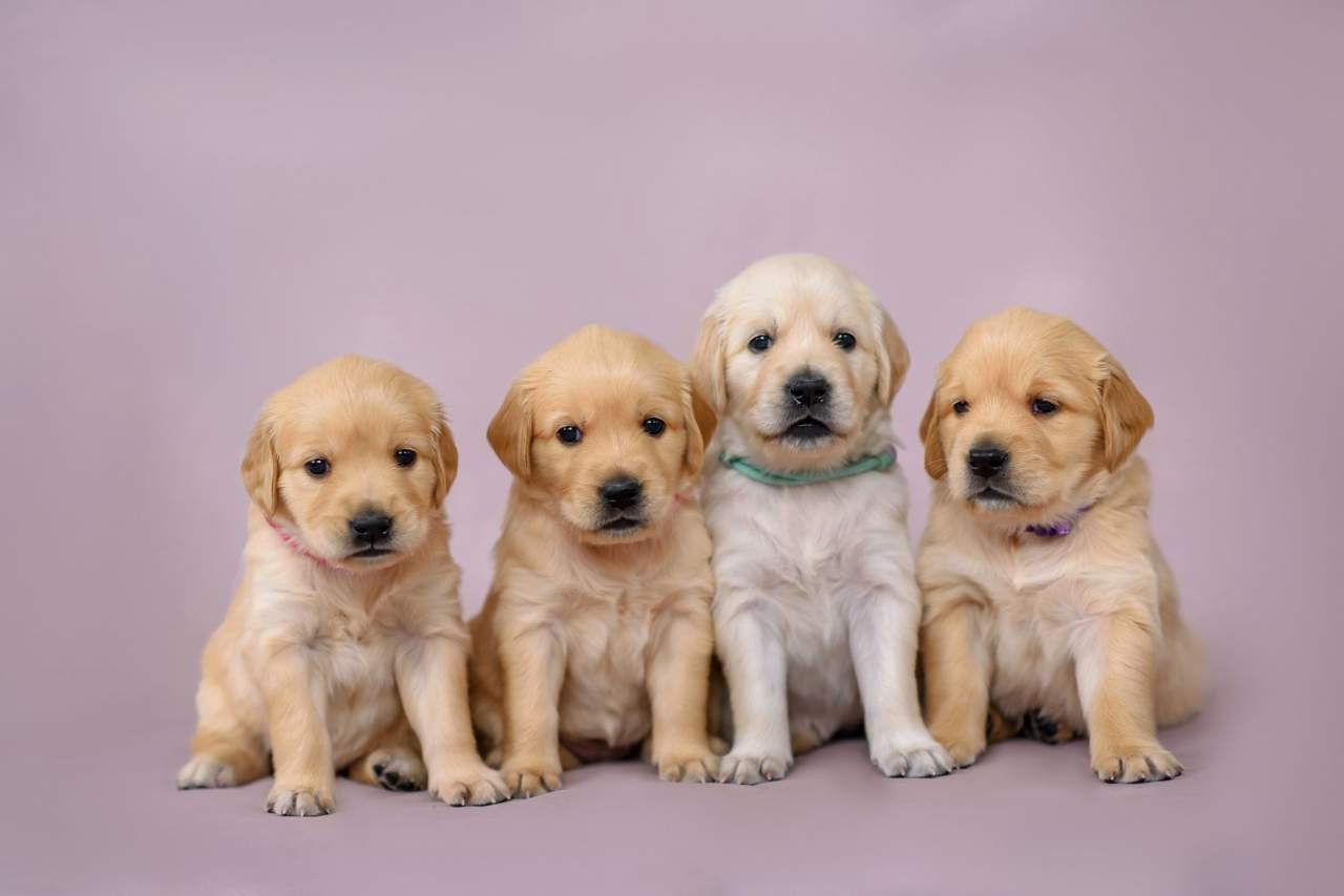 Tienda Cachorro constata un aumento en el número de adopciones y personas interesadas en comprar perro en Madrid durante la pandemia