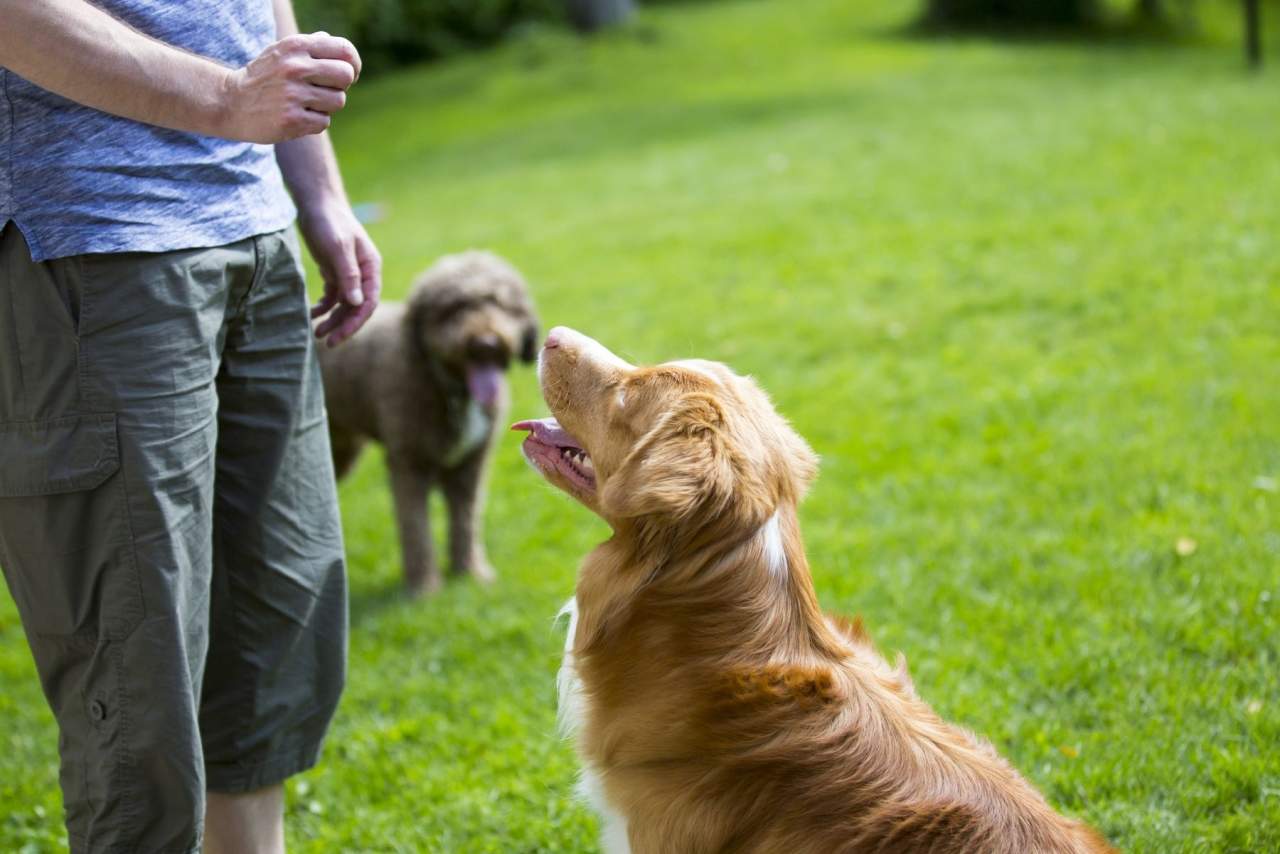 Adiestrador de perros en Zaragoza: Binomium