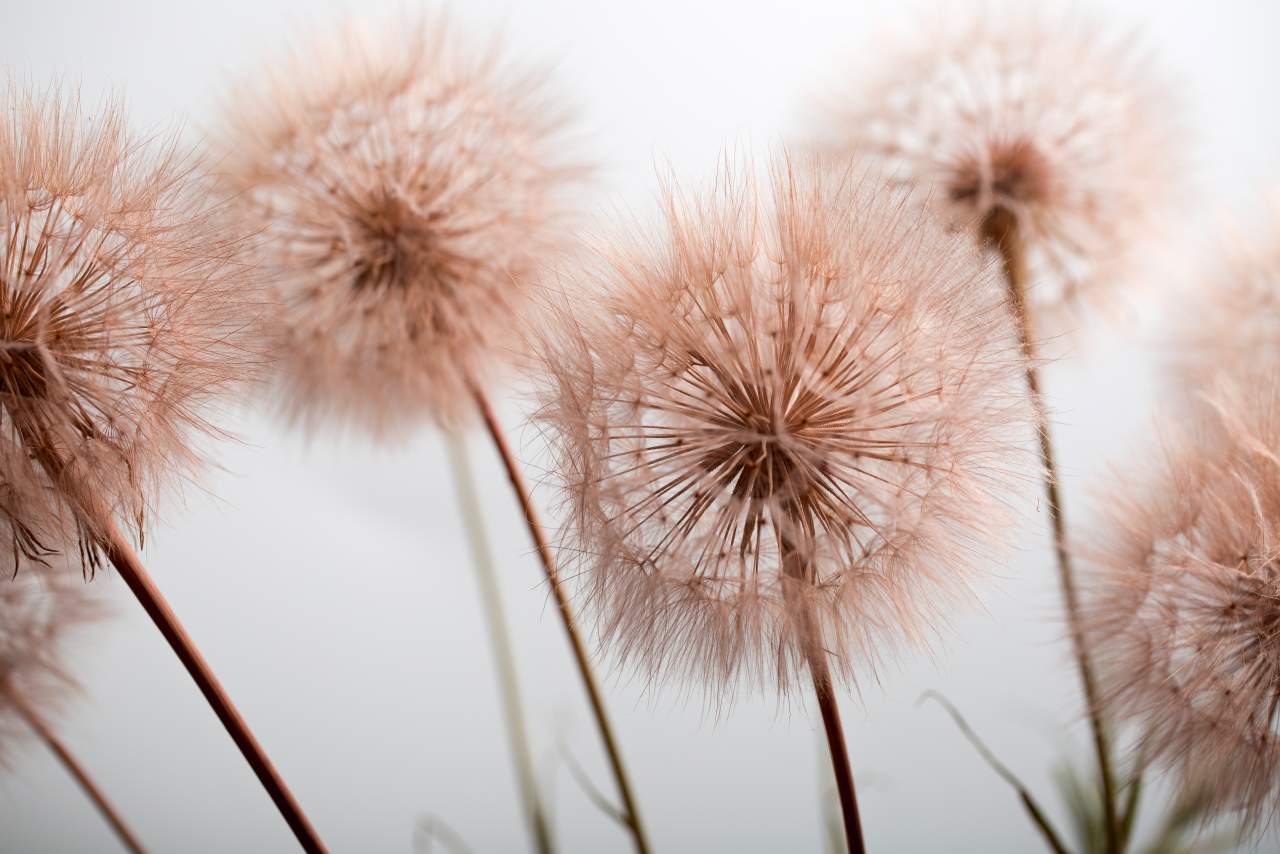Los beneficios para la salud de Aromax