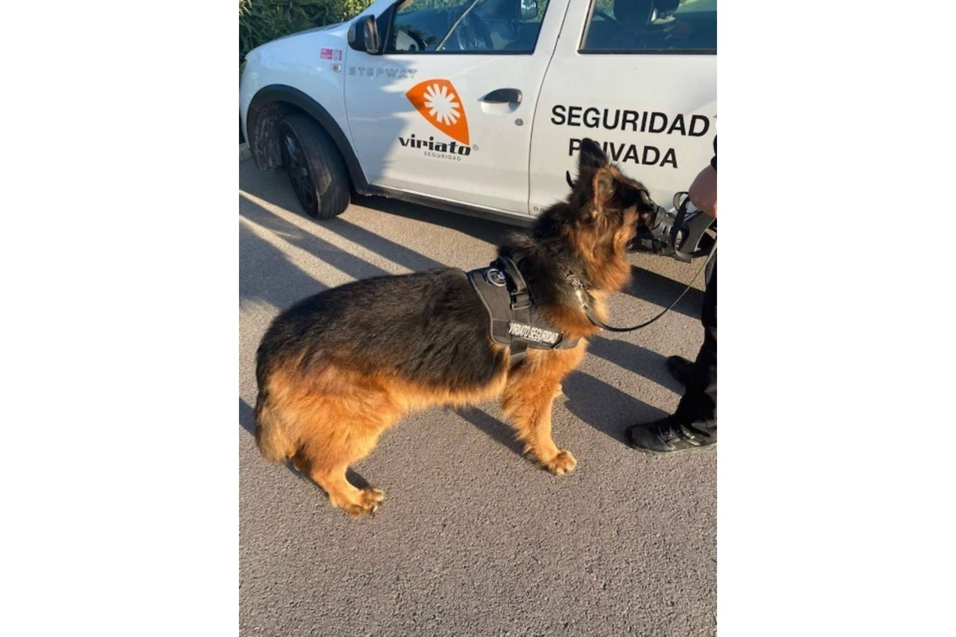 La empresa de referencia en el sector de la seguridad gracias a sus servicios de vigilancia de alta calidad: Viriato Seguridad