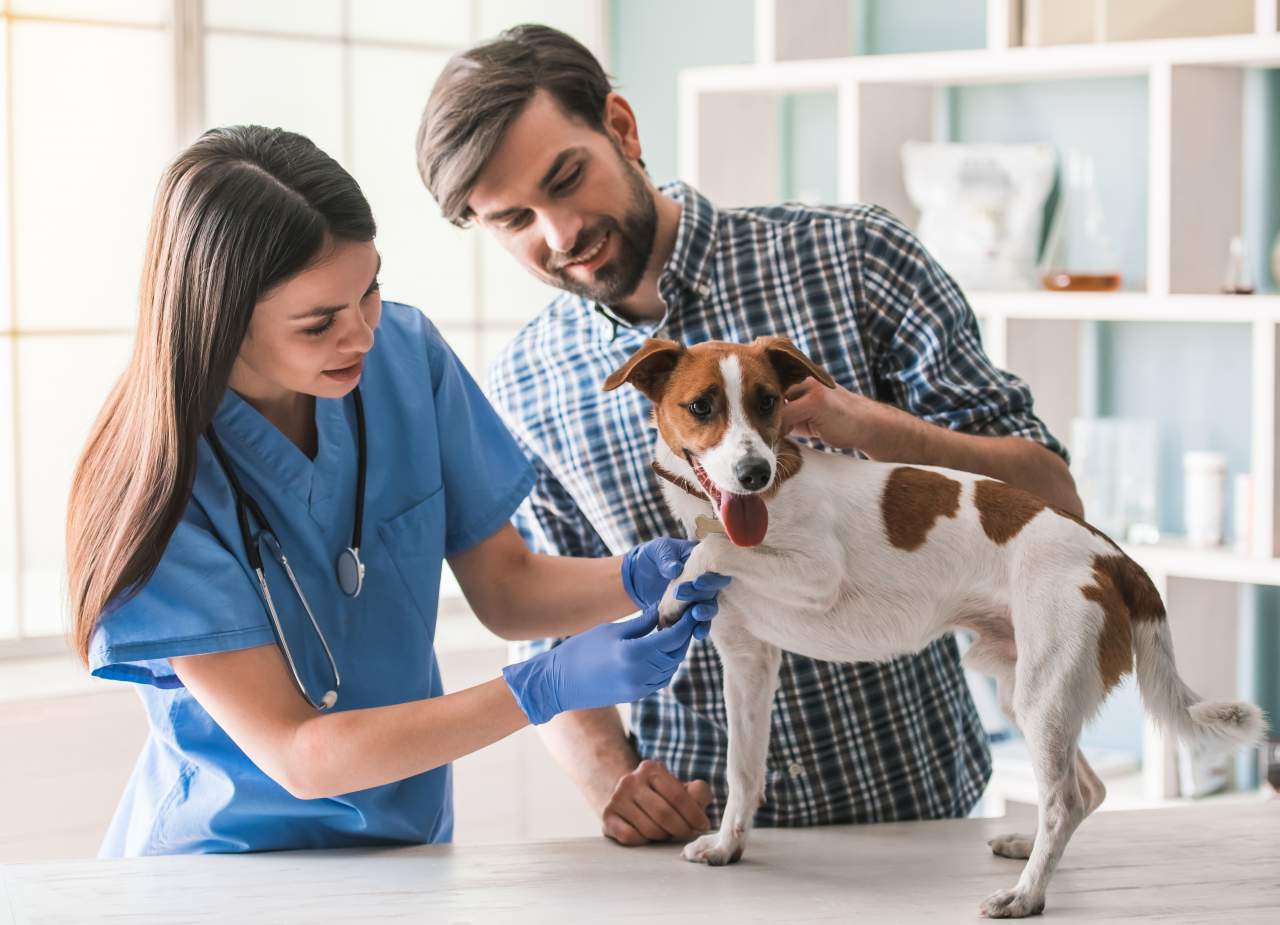 El software creado por PetClinic ayuda a la reducción del uso de papel
