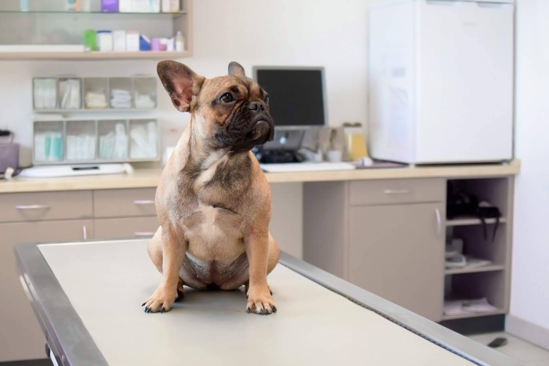 El Estrecho Clínica Veterinaria destaca entre las clínicas veterinarias en Algeciras mejor valoradas