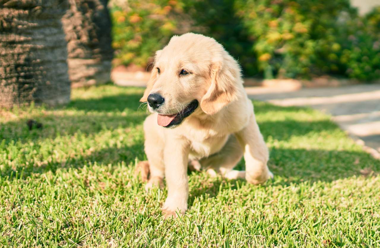 Contratar un adiestrador de perros en Zaragoza: Factor Amigo