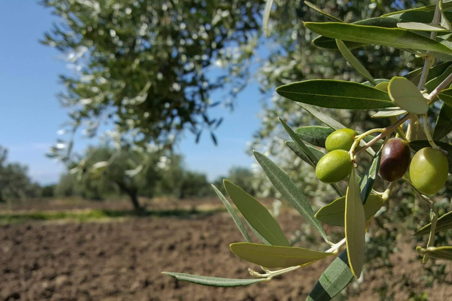 ILOS Natural Luxury Cosmetics apuesta por el cuidado del rostro y el medioambiente