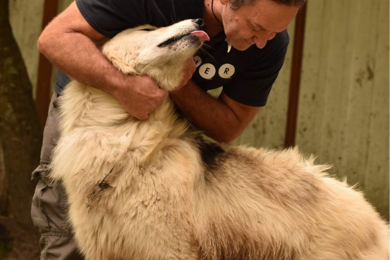 Wolves Legacy, la compañía que comercializa uno de los piensos para perros más populares del mercado