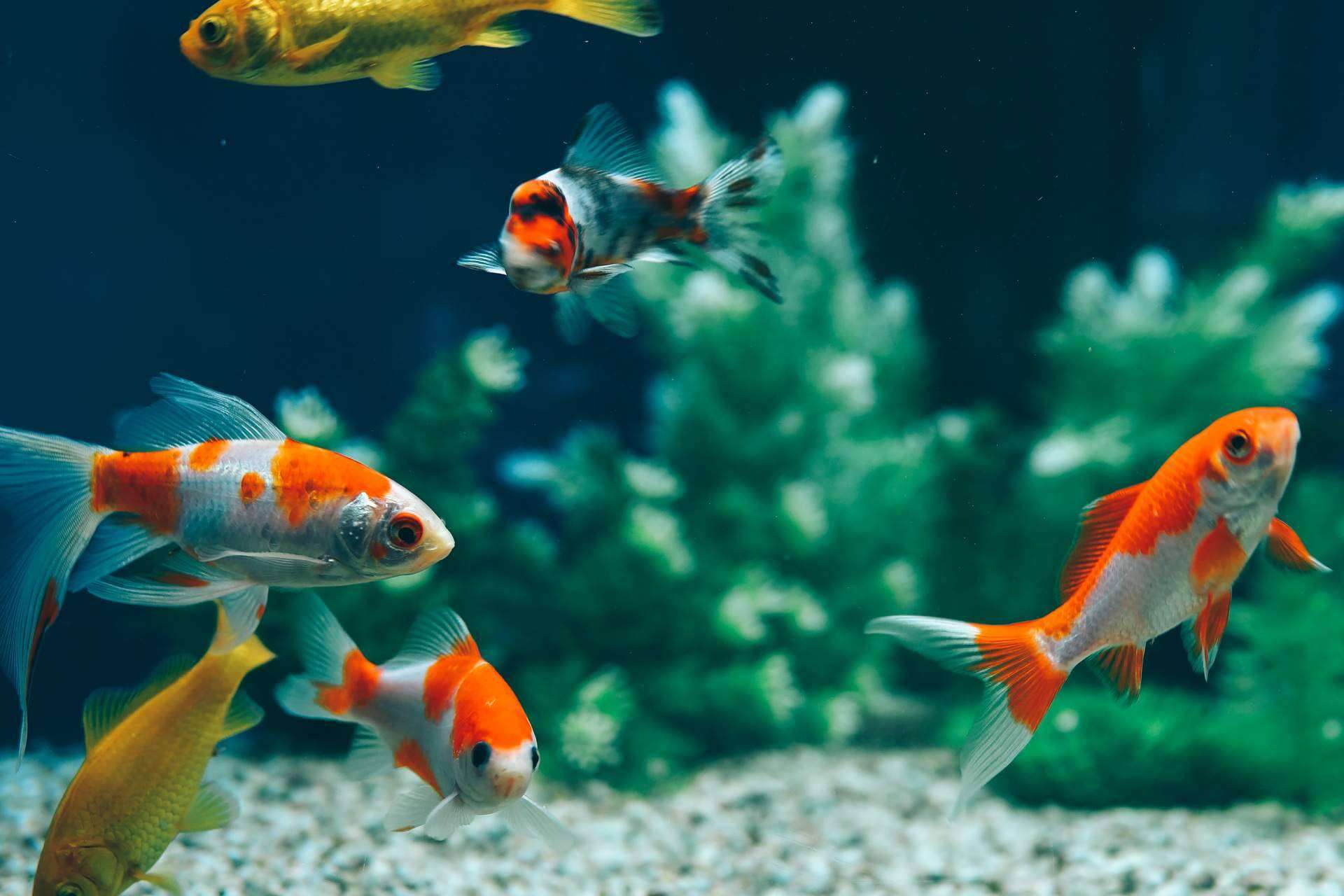 Animalzone: ¿Qué modelo de acuarios escoger al iniciarse?