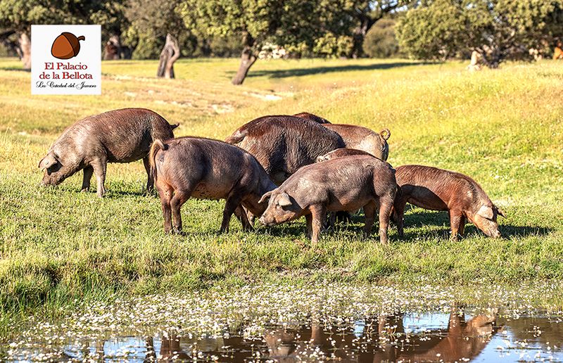 Cómo reconocer el jamón de bellota, referente de la cocina española, según El Palacio de la Bellota