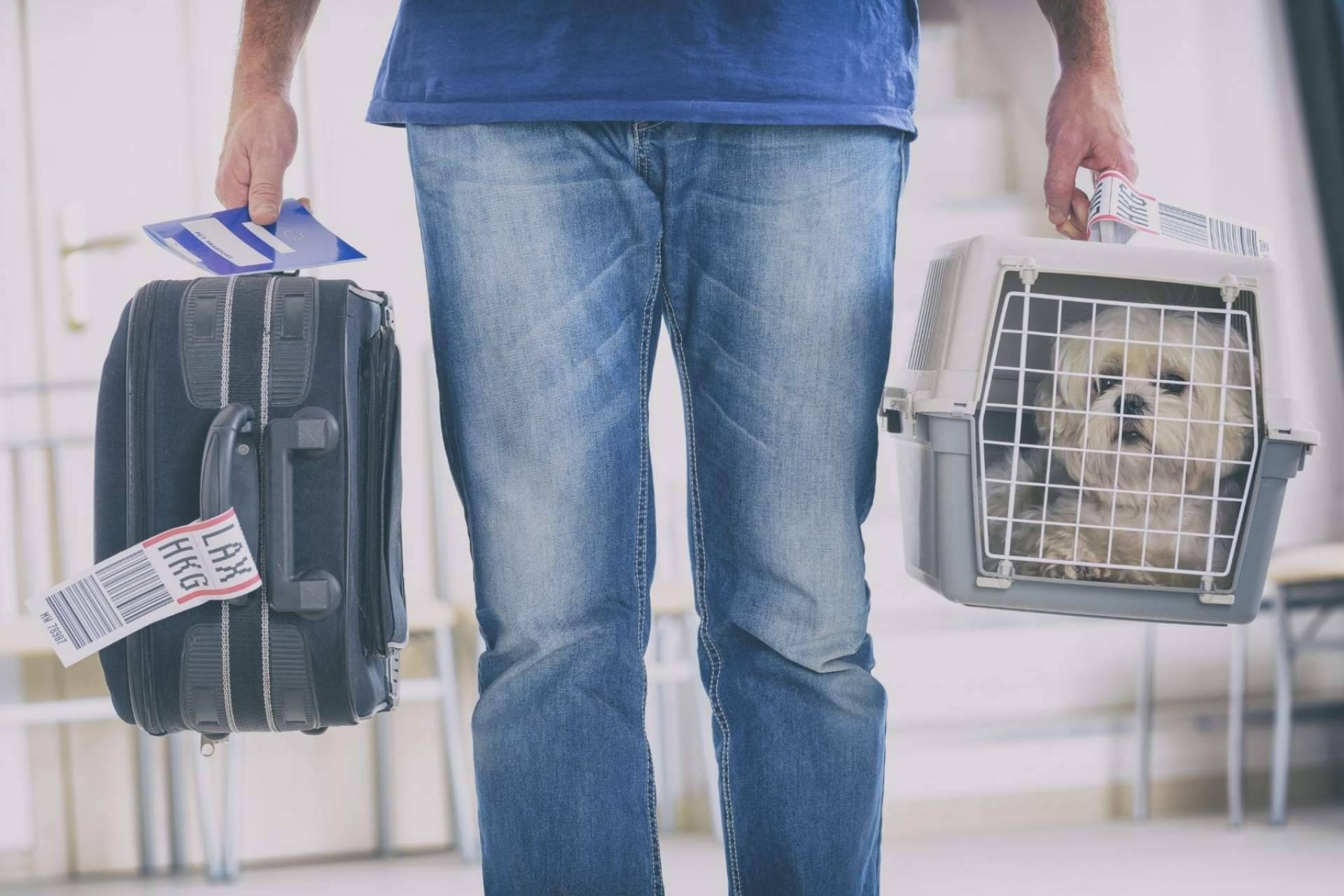La tienda Animalzone apuesta por que las vacaciones y las mascotas no sean incompatibles con un amplio stock de productos para los animales