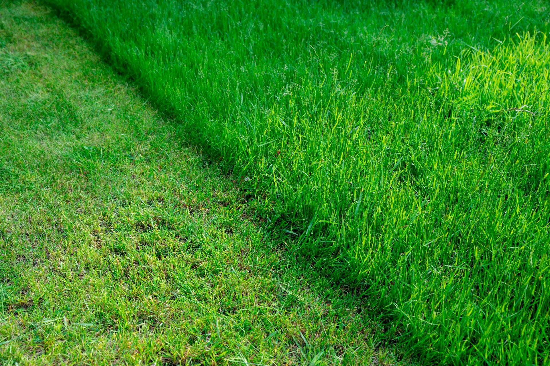 Cortacésped automático: la flexibilidad de Robotic Mowers