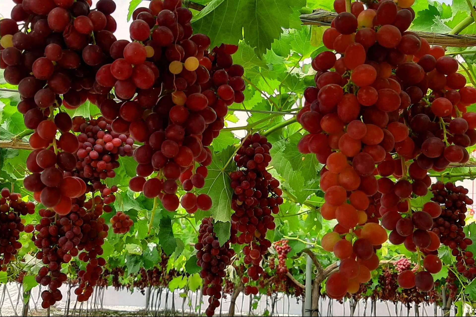 El gran paquete tecnológico de Agralia para la protección de cultivos: AGRICOVER