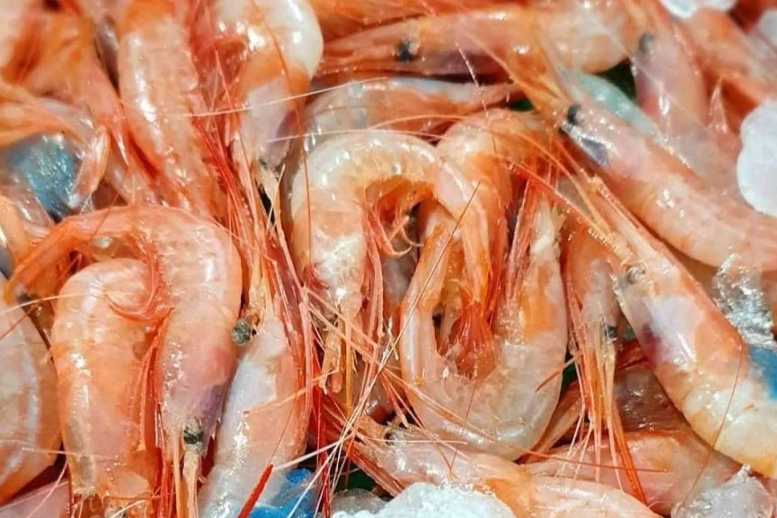 Pescado y marisco fresco y de calidad en comprarpescadoonline.es