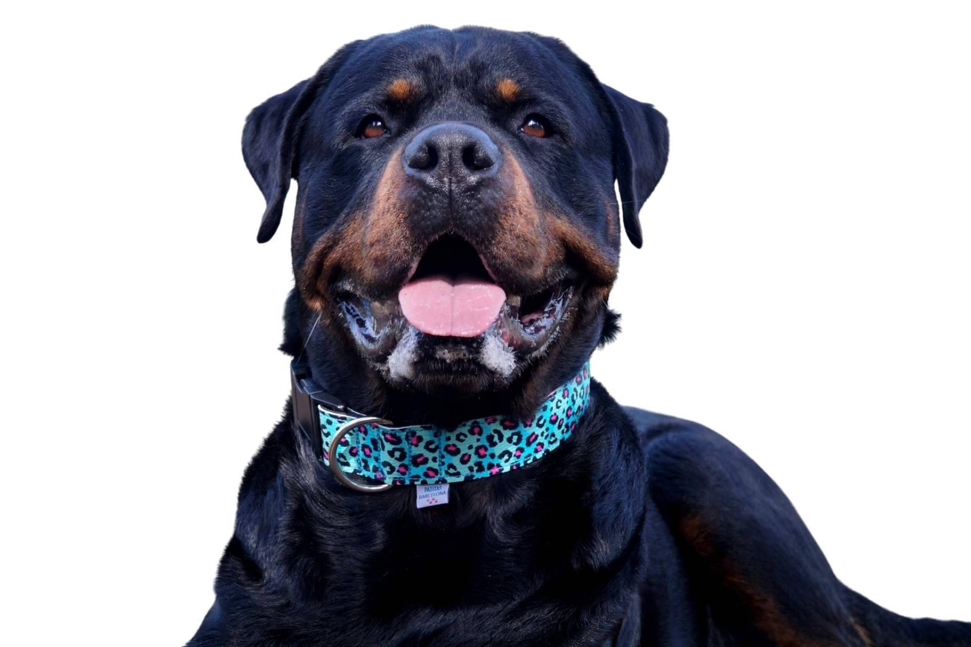 Patitas Barcelona ofrece collares para perros a medida