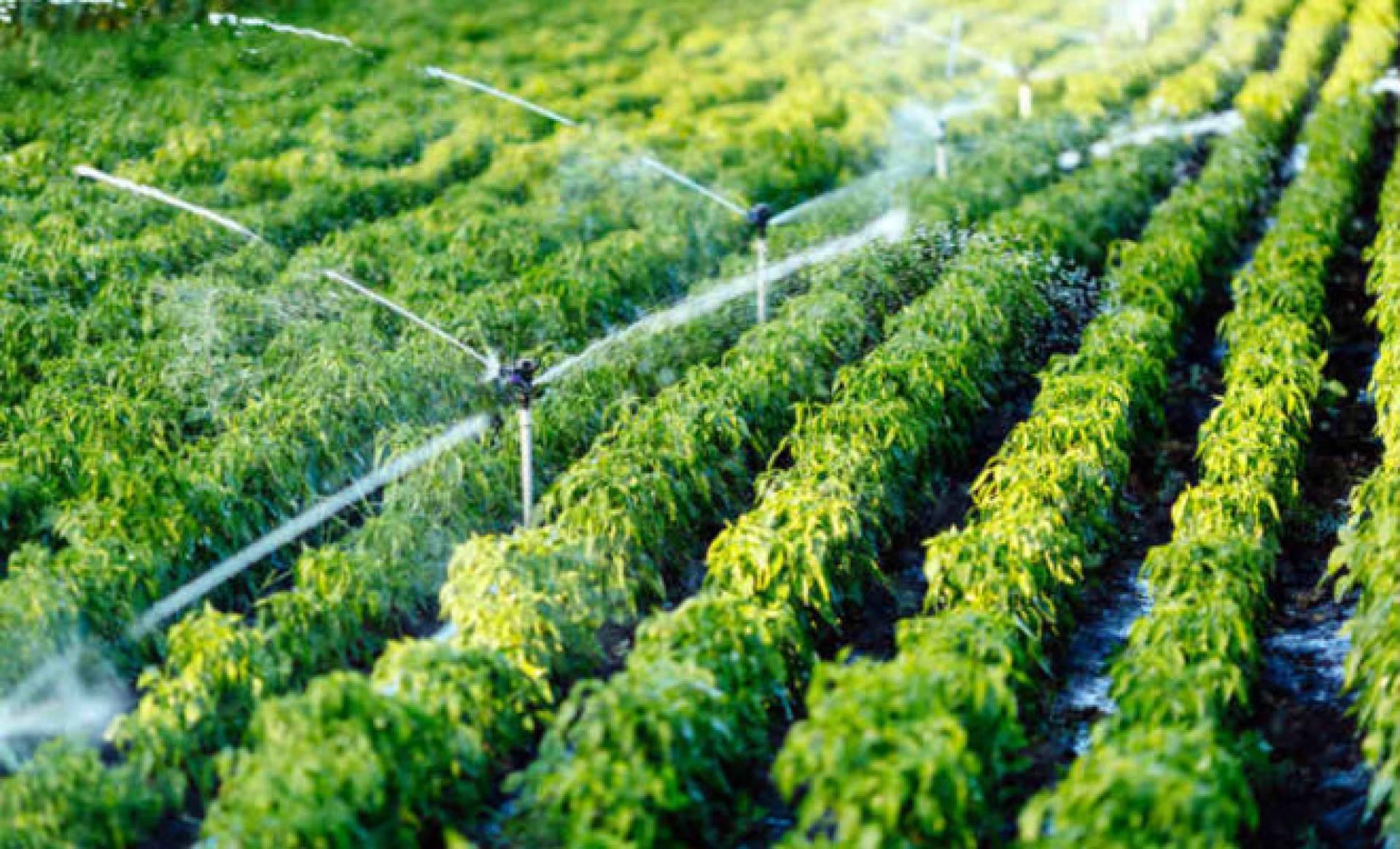 ASE Optics Europe colabora en el desarrollo de un sistema de teledetección para mejorar los sistemas de riego y aumentar la productividad agrícola