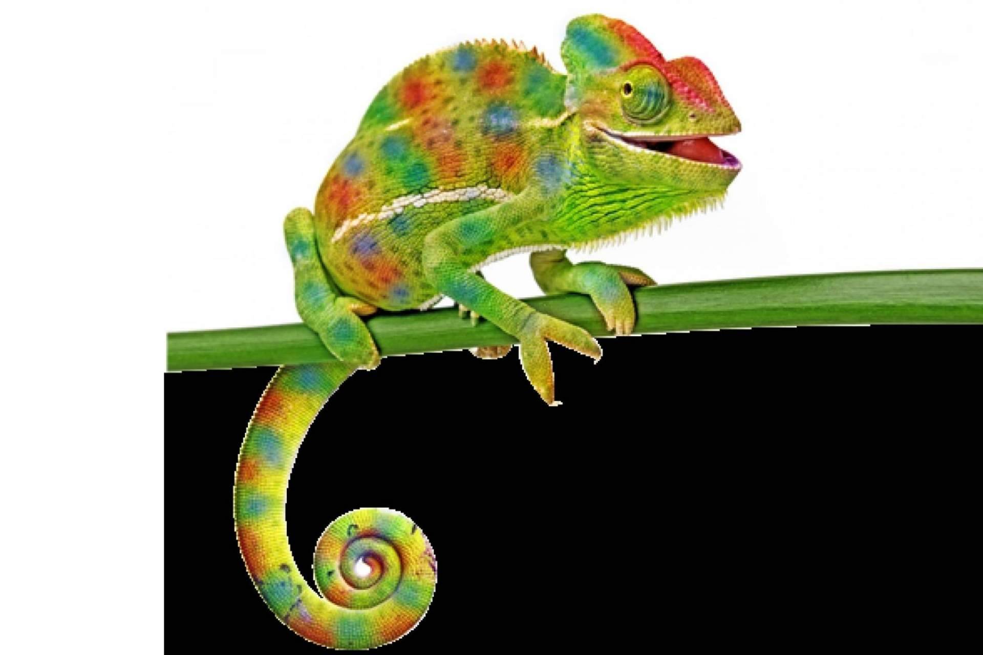 Animalzone expone los factores a tener en cuenta a la hora de tener reptiles como mascota