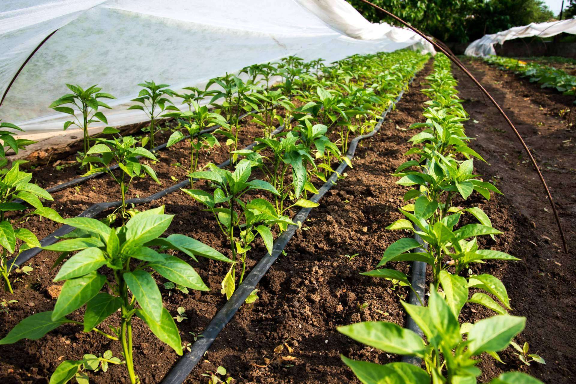 El equipo Ozonotec Dual O2O3 proporciona nanoburbujas de oxígeno o de ozono para el agua de riego agrícola, la novedad de Ozonotec Eco