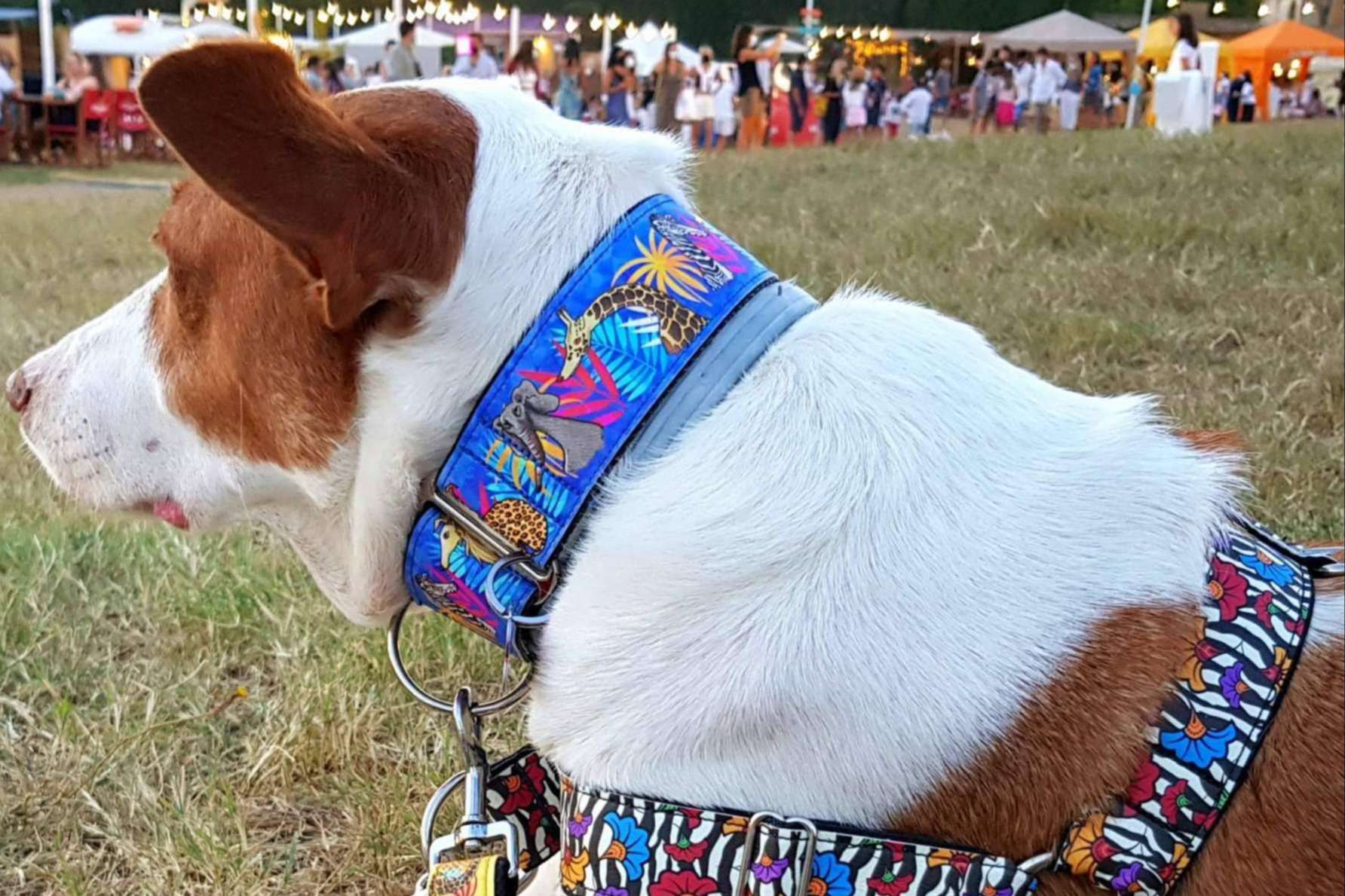 Ventajas de Patitas Barcelona: la originalidad y resistencia de los collares