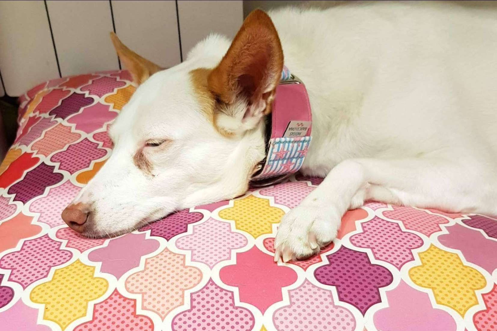 Patitas Barcelona: las camas para mascotas originales y de calidad