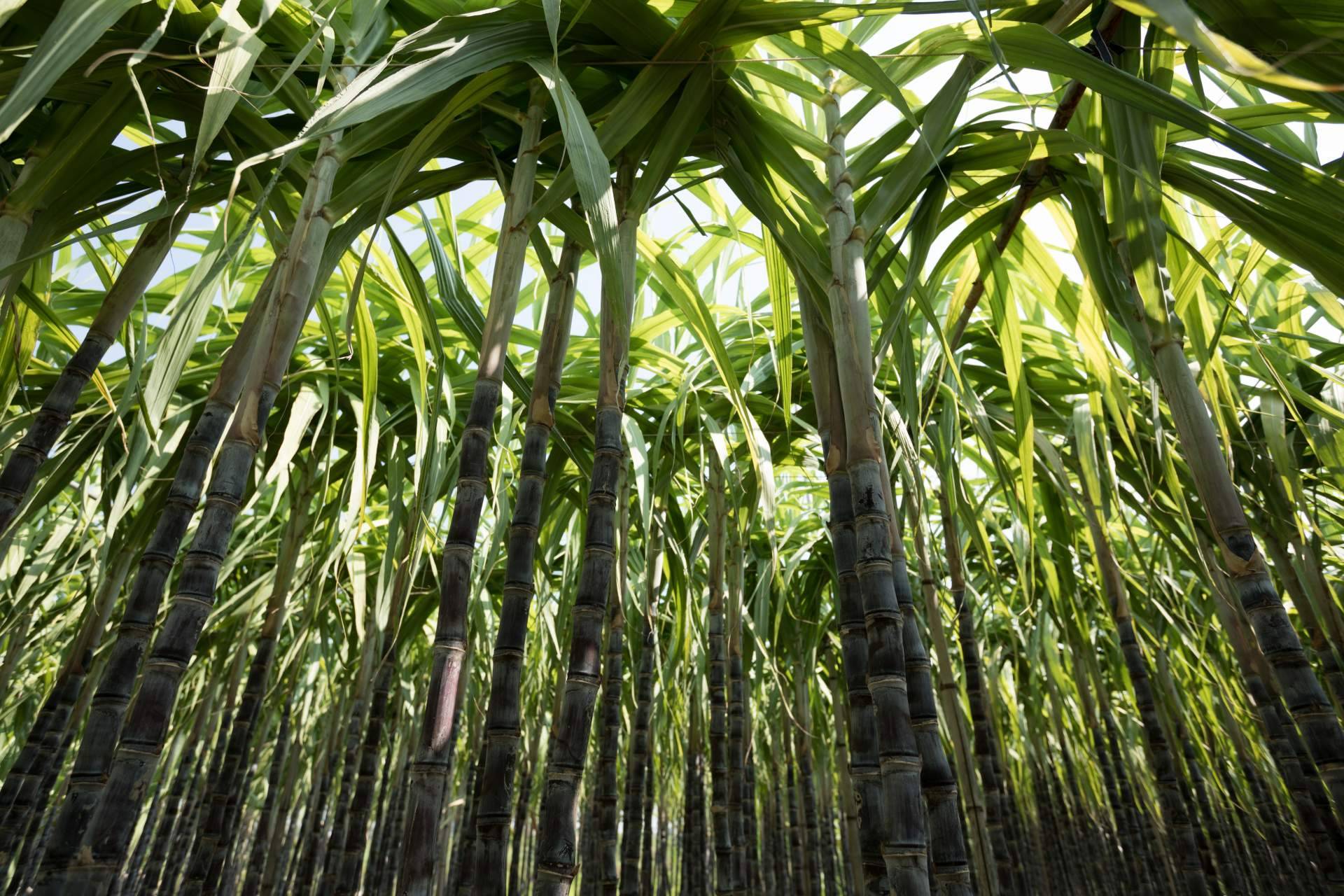 CAÑAPACK, la revolución del packaging sostenible que fomenta el respeto hacia el medioambiente