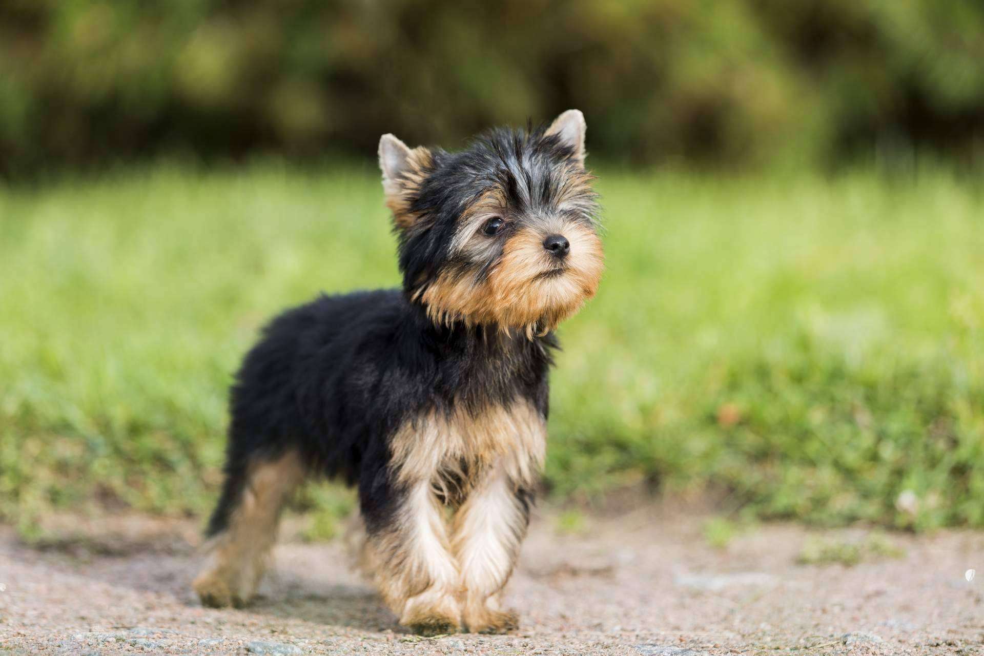 101 Cachorros, el punto de venta de cachorros y accesorios para mascotas