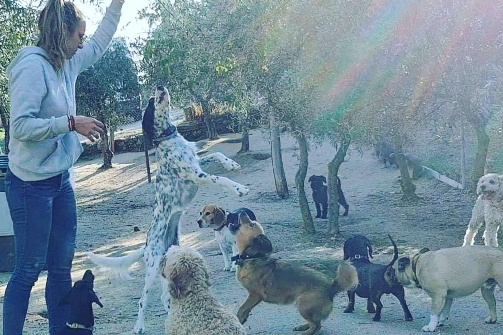 PERROBUENO ofrece servicio de guardería de día para que los mejores amigos del hombre no se queden solos en casa todo el día