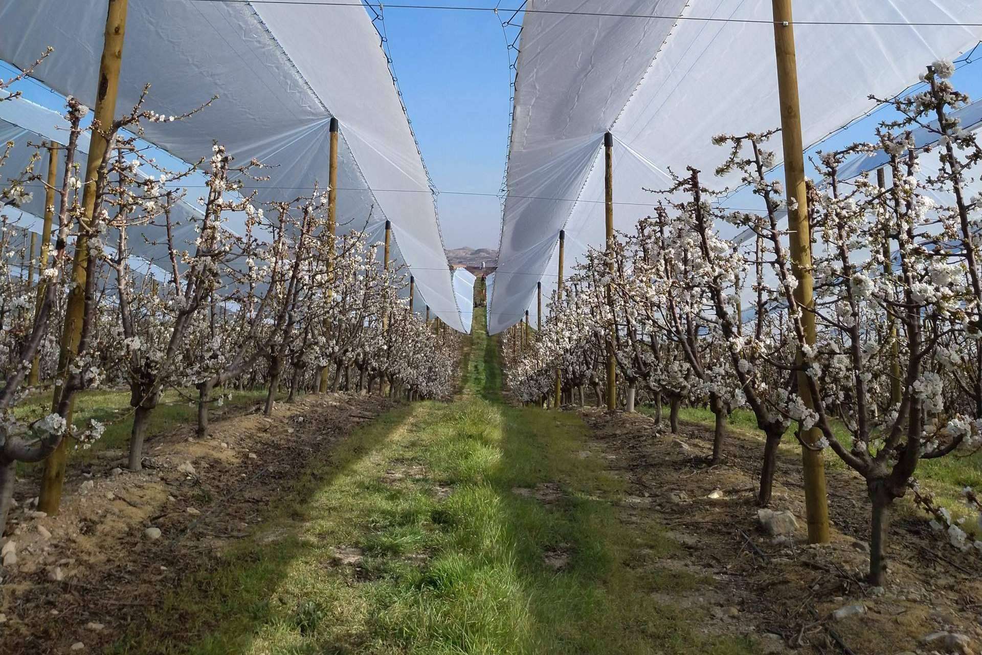 AGRICOVER, el nuevo paquete tecnológico de AGRALIA