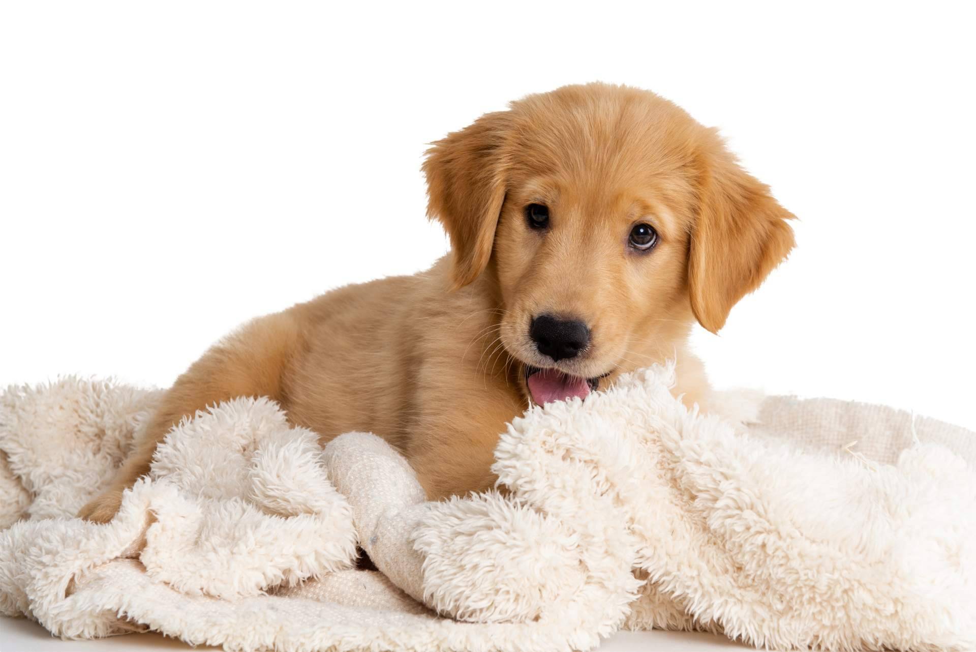 Adquirir cachorros de diferentes razas en 101 Cachorros