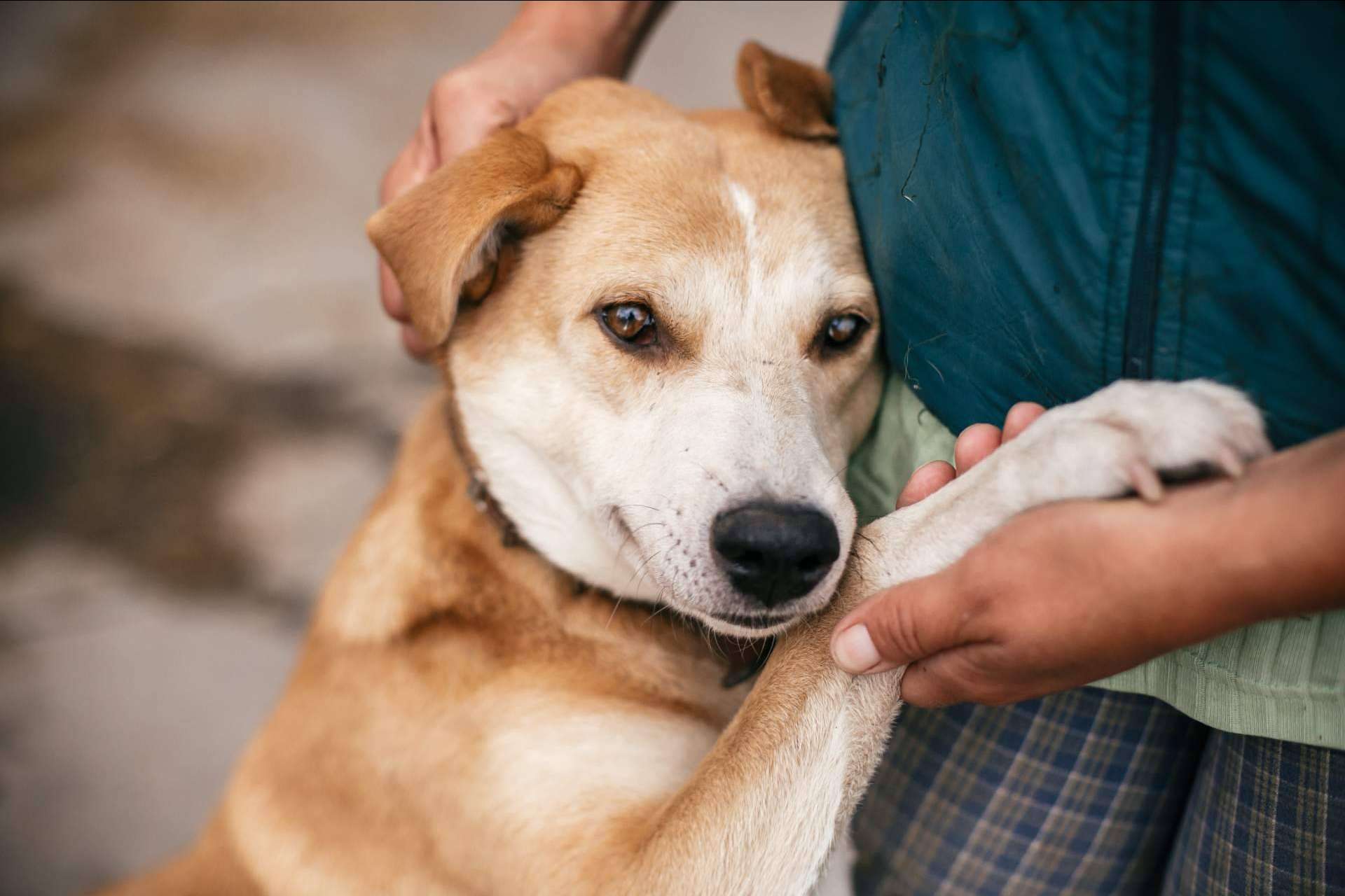 La tienda online propia de Adopta un Animal está destinada a ayudar a fundaciones y protectoras de animales