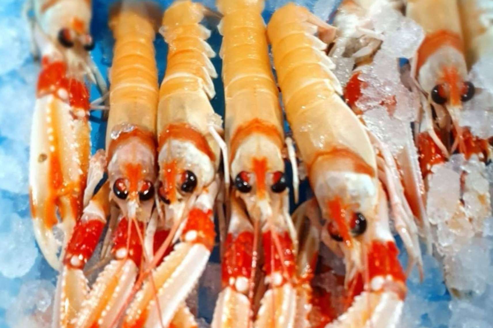 Organizar y adelantar las compras de mariscos y pescados para la Navidad es posible gracias a comprarpescadoonline.es