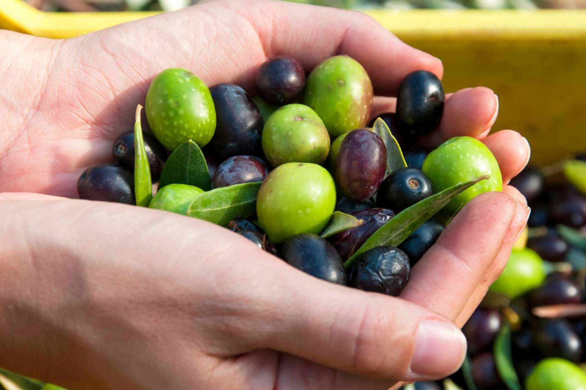 Aceite de oliva de la cooperativa olivarera Olipaterna, un producto de calidad resultante de más de 50 años de trayectoria
