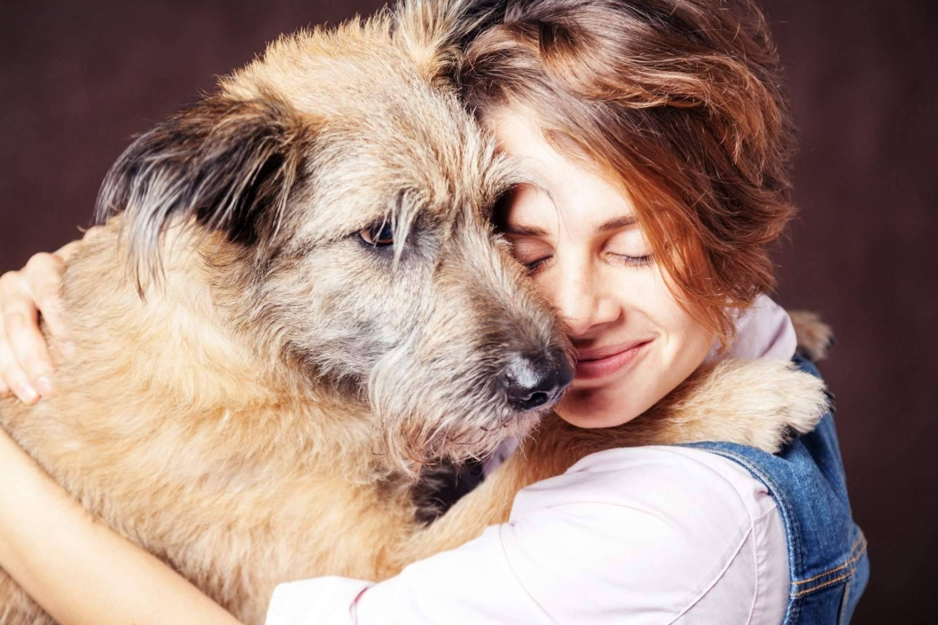 ¿Qué es un buscador de animales en adopción? Adopta Un Animal