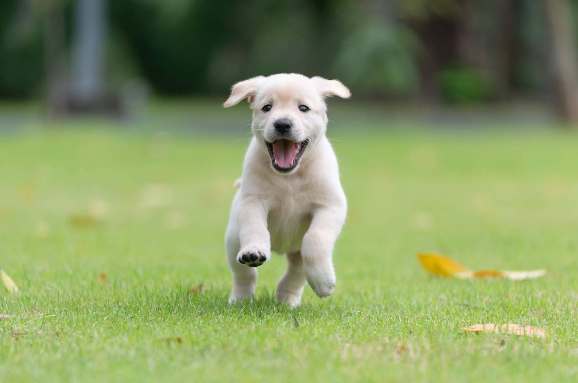 La importancia de comprar cachorros sanos en una tienda de confianza como 101 Cachorros