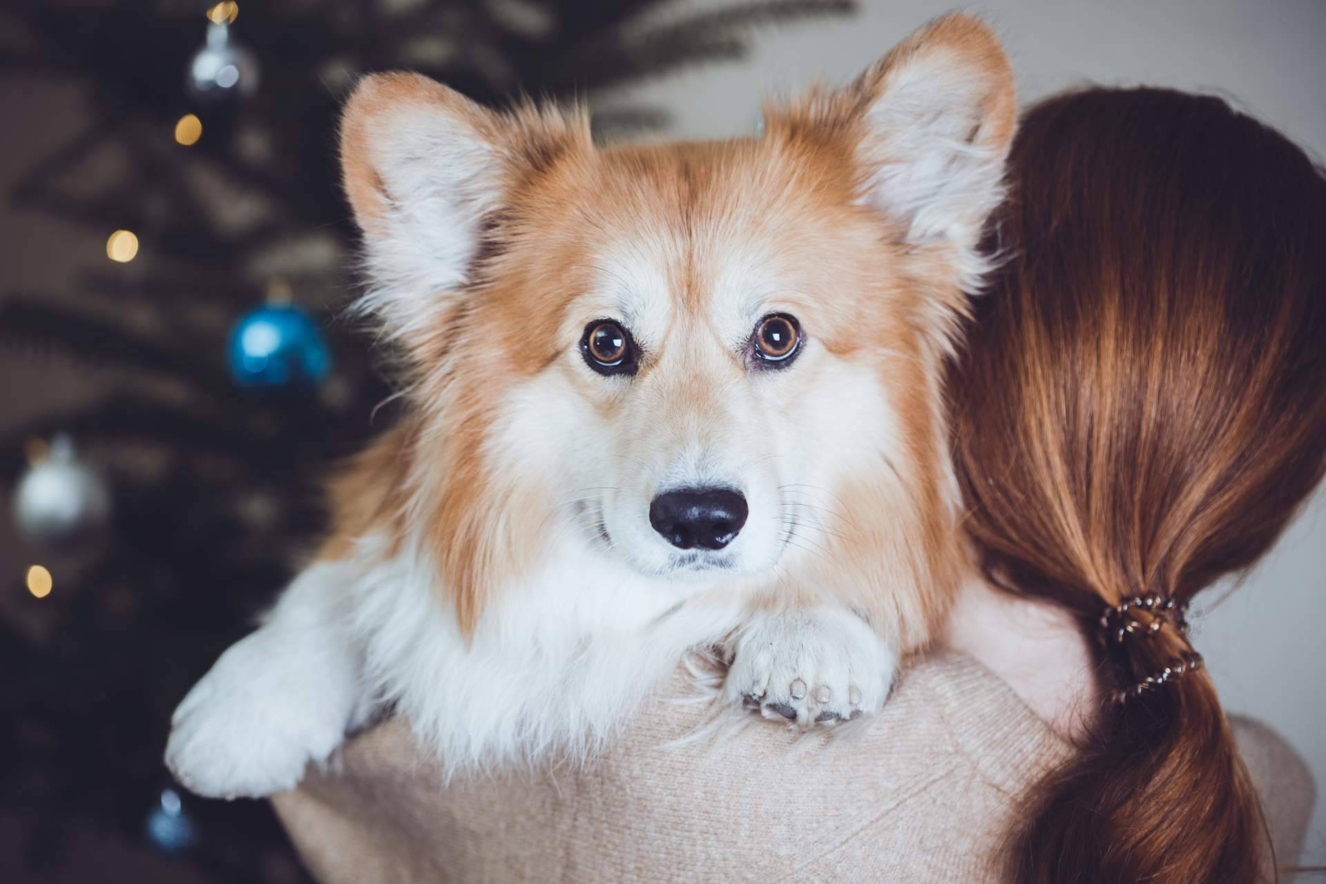 ¿Qué implica regalar una mascota?