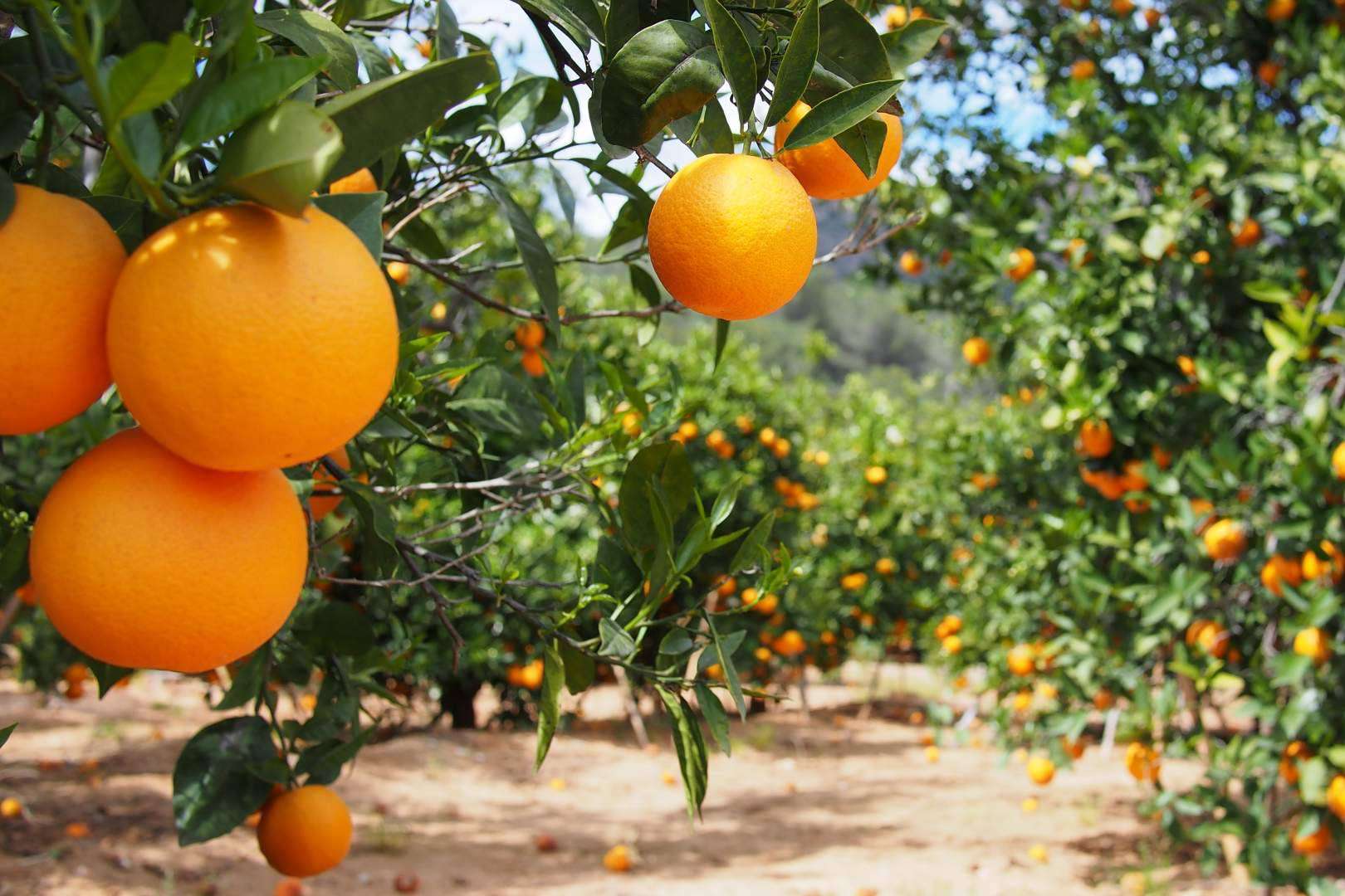Sabor a Naranjas ofrece naranjas completamente naturales en su página web
