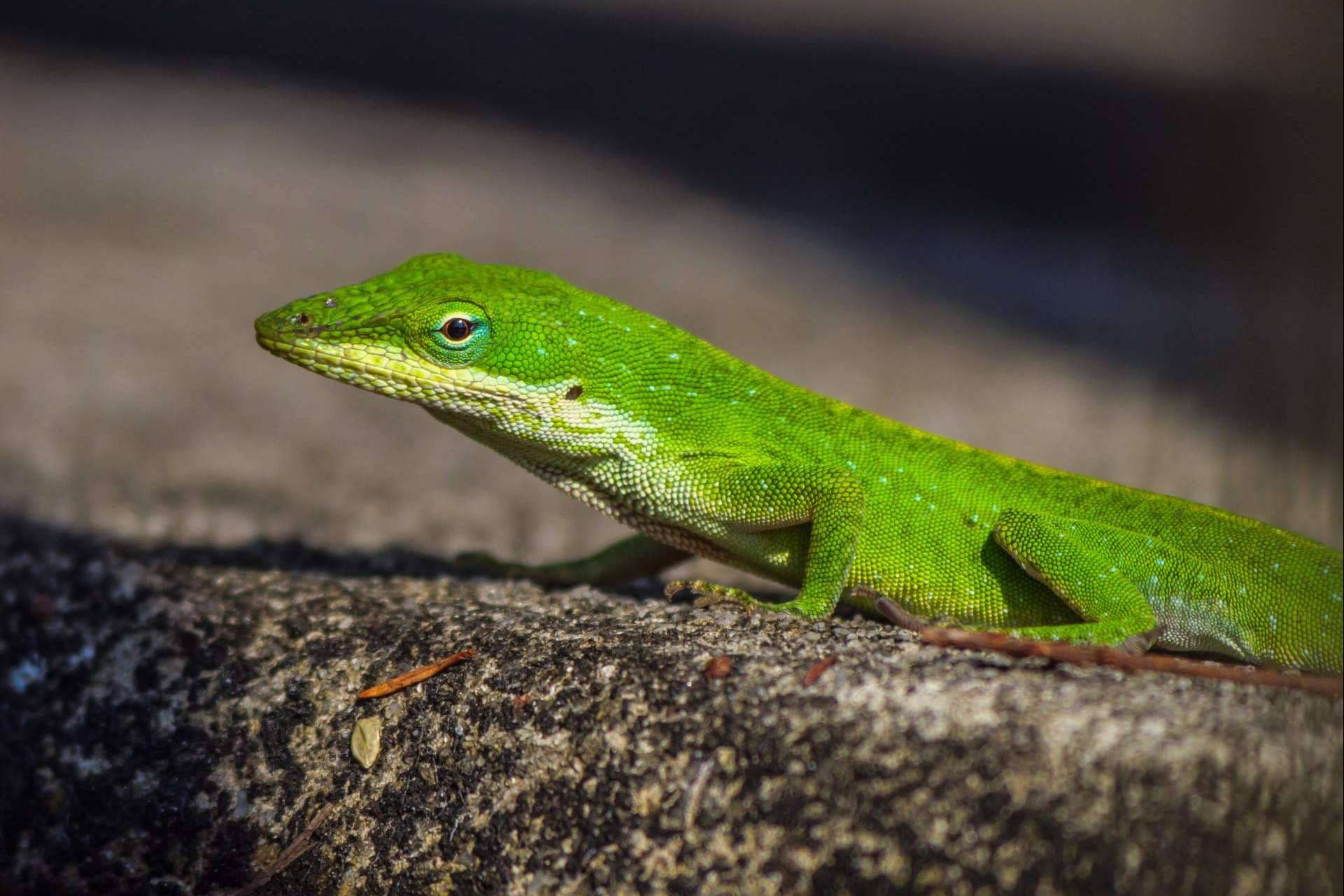 Tener un reptil como mascota, ¿es fácil tener un terrario en casa?