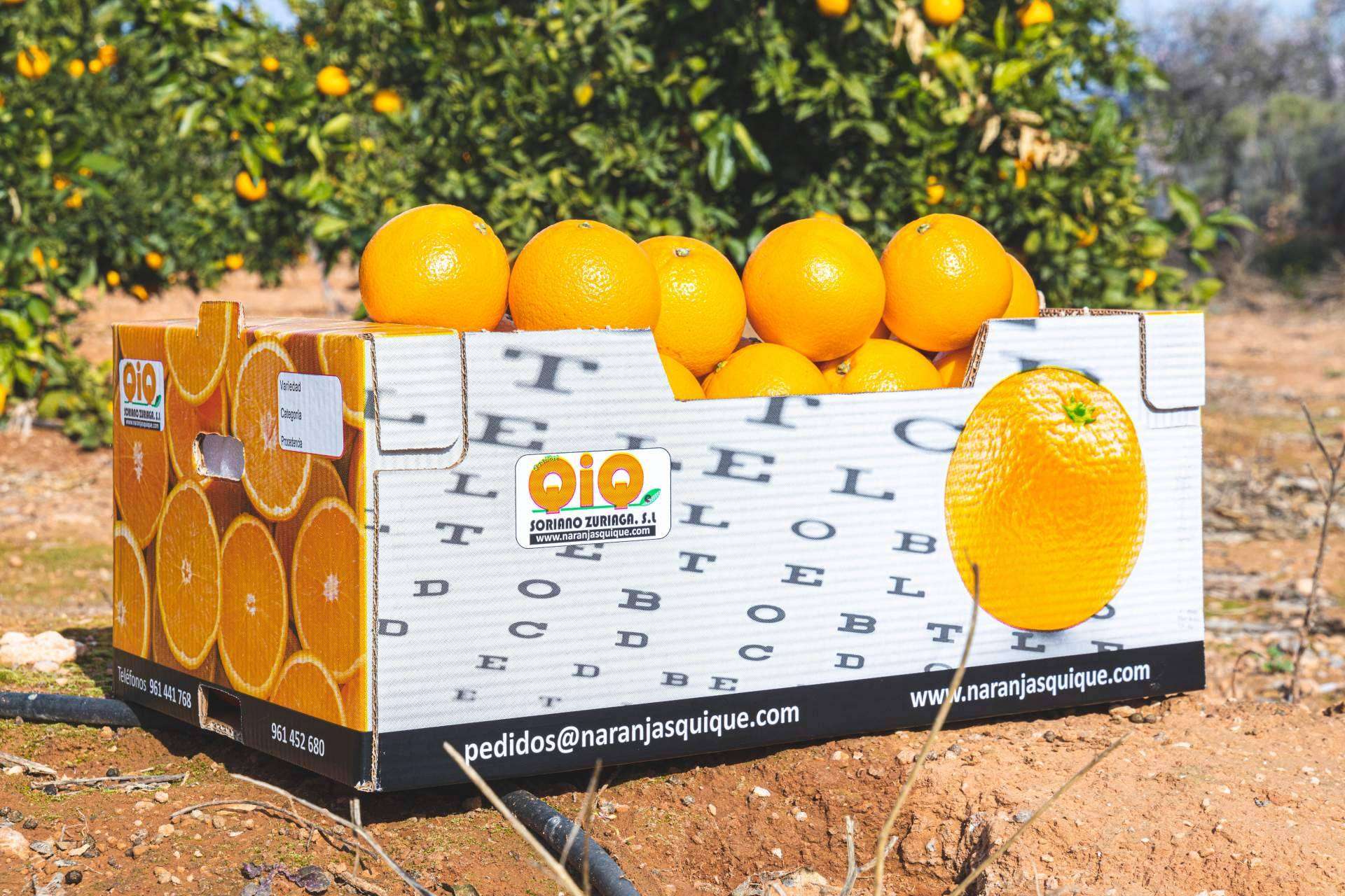 Las ventajas de comprar naranjas online en Naranjas Quique