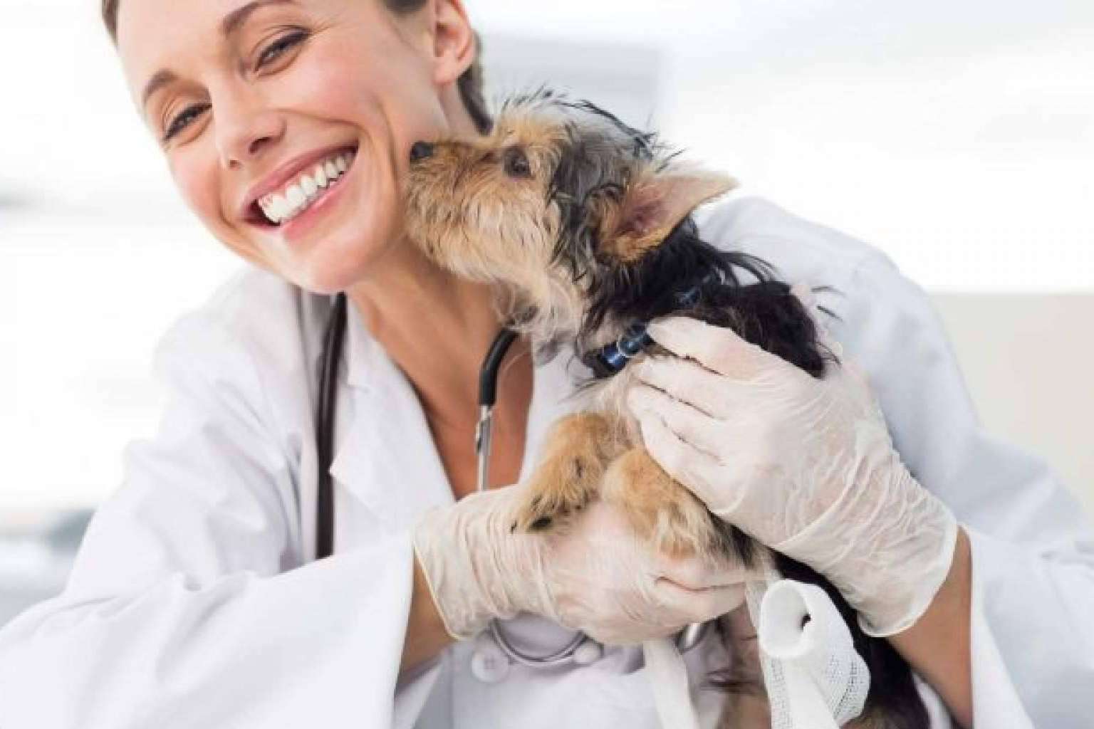 Proteger la salud de las mascotas y de sus dueños con el seguro para perros y gatos de Adeslas Mascotas