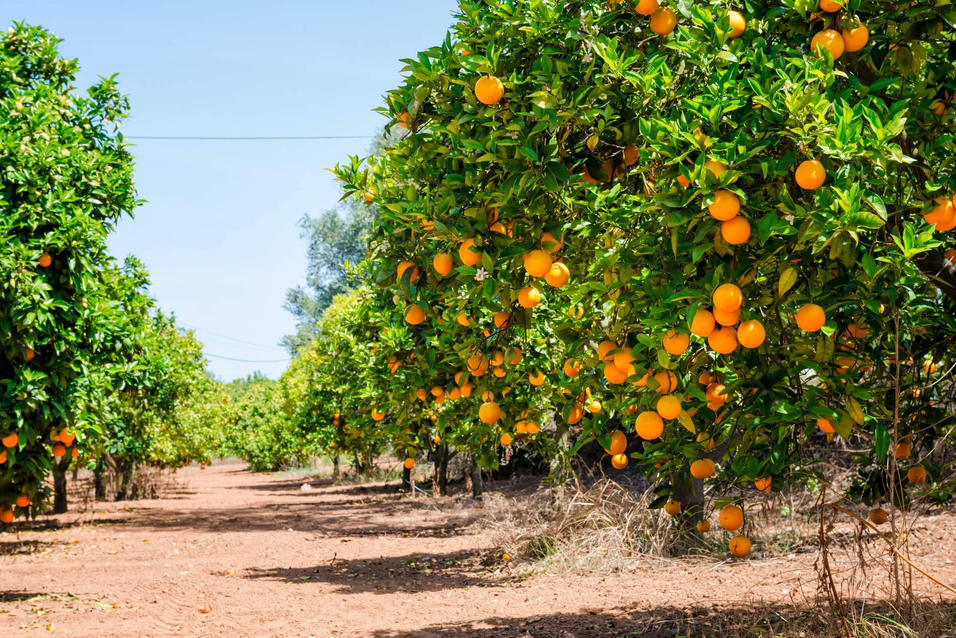 Sabor a Naranjas explica los beneficios de la naranja para la salud