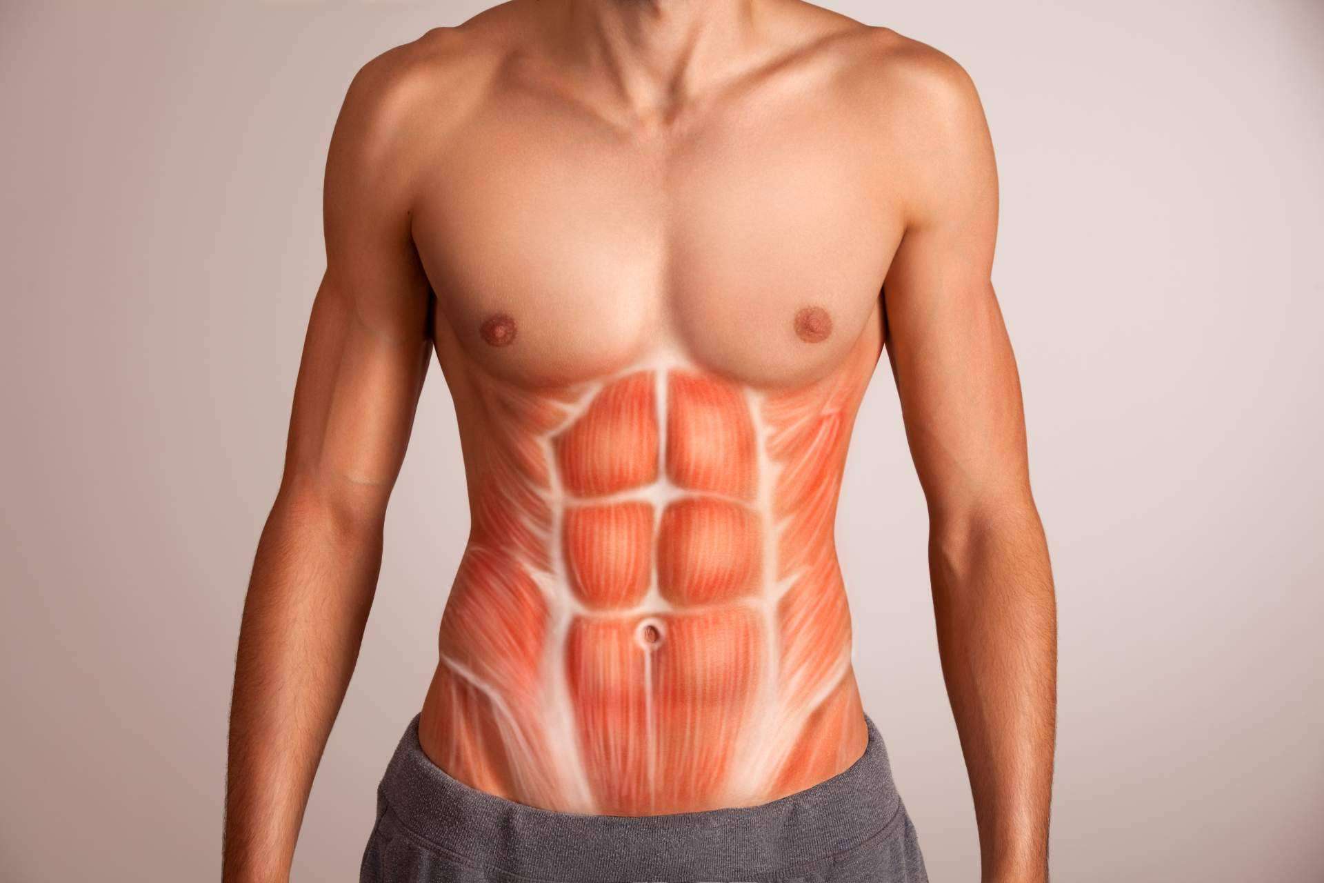 Qué incluye un atlas de anatomía y por qué debería haber uno en todas las casas
