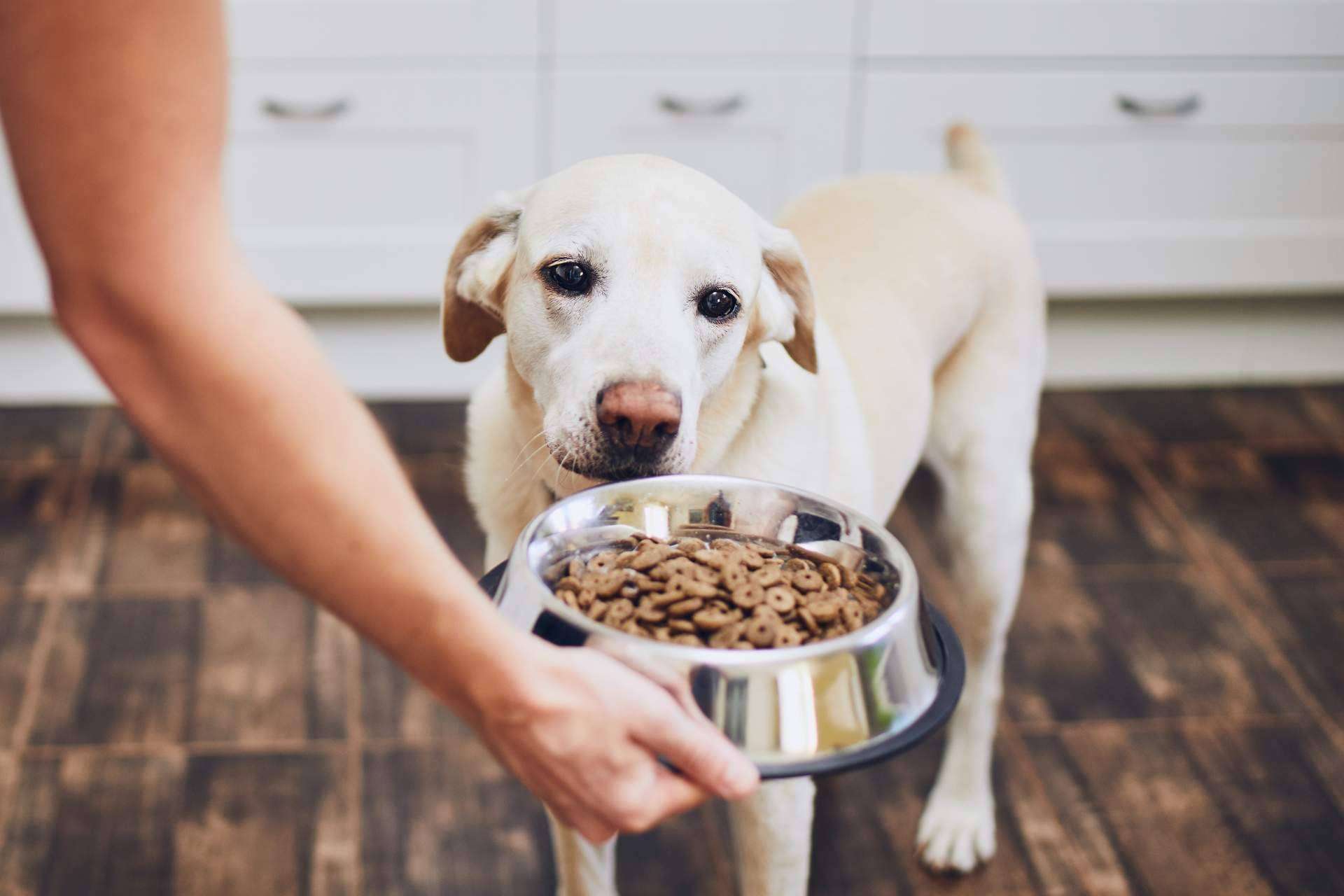 La dieta BARF, ¿una comida natural para perros?