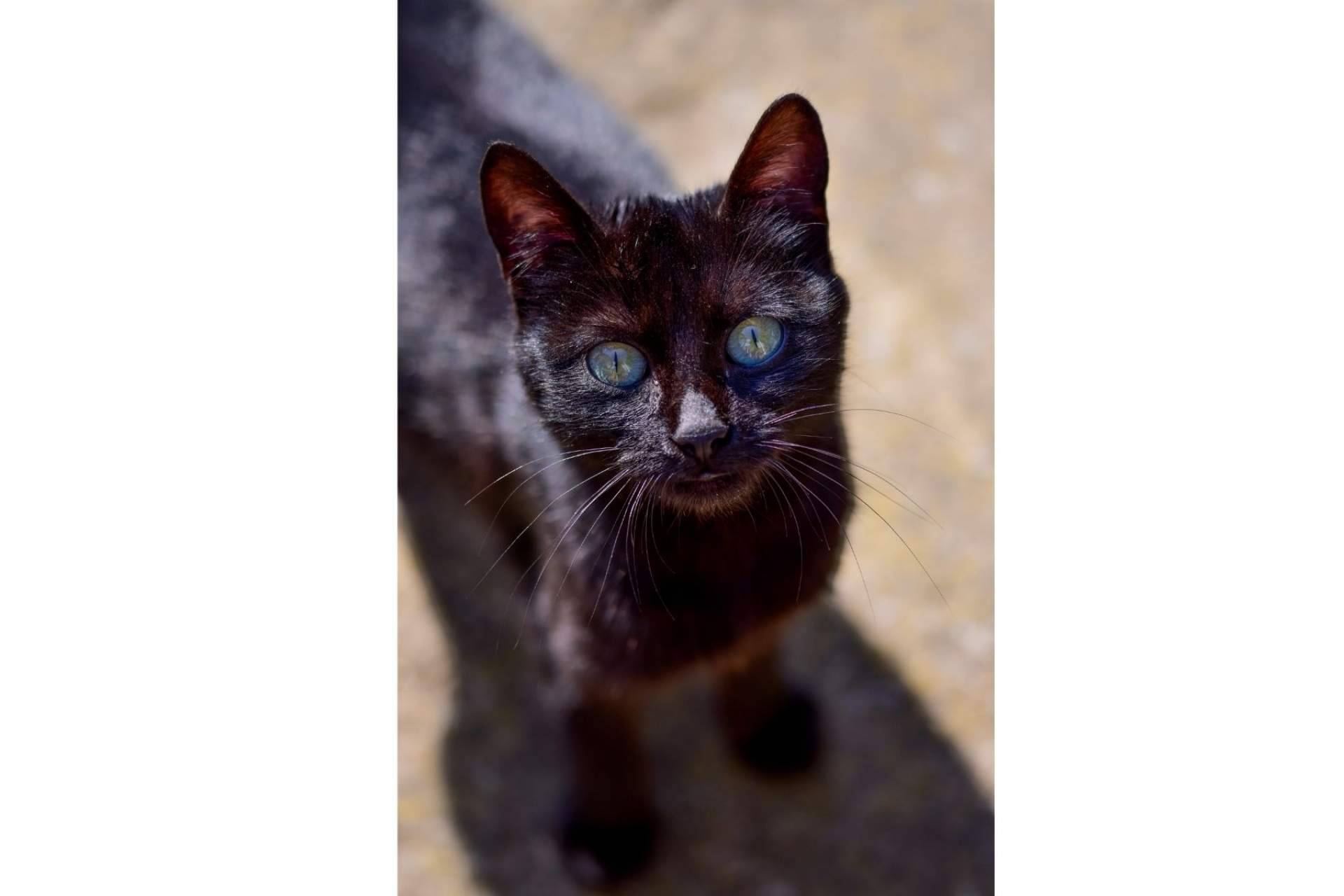A la hora de ser adoptados, los gatos negros sufren el mayor índice de rechazo
