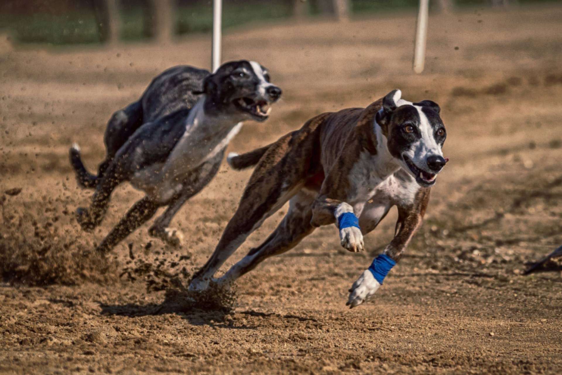 Complementos alimenticios para perros ¿Por qué son necesarios y cómo ayudan a las mascotas? ​ ​