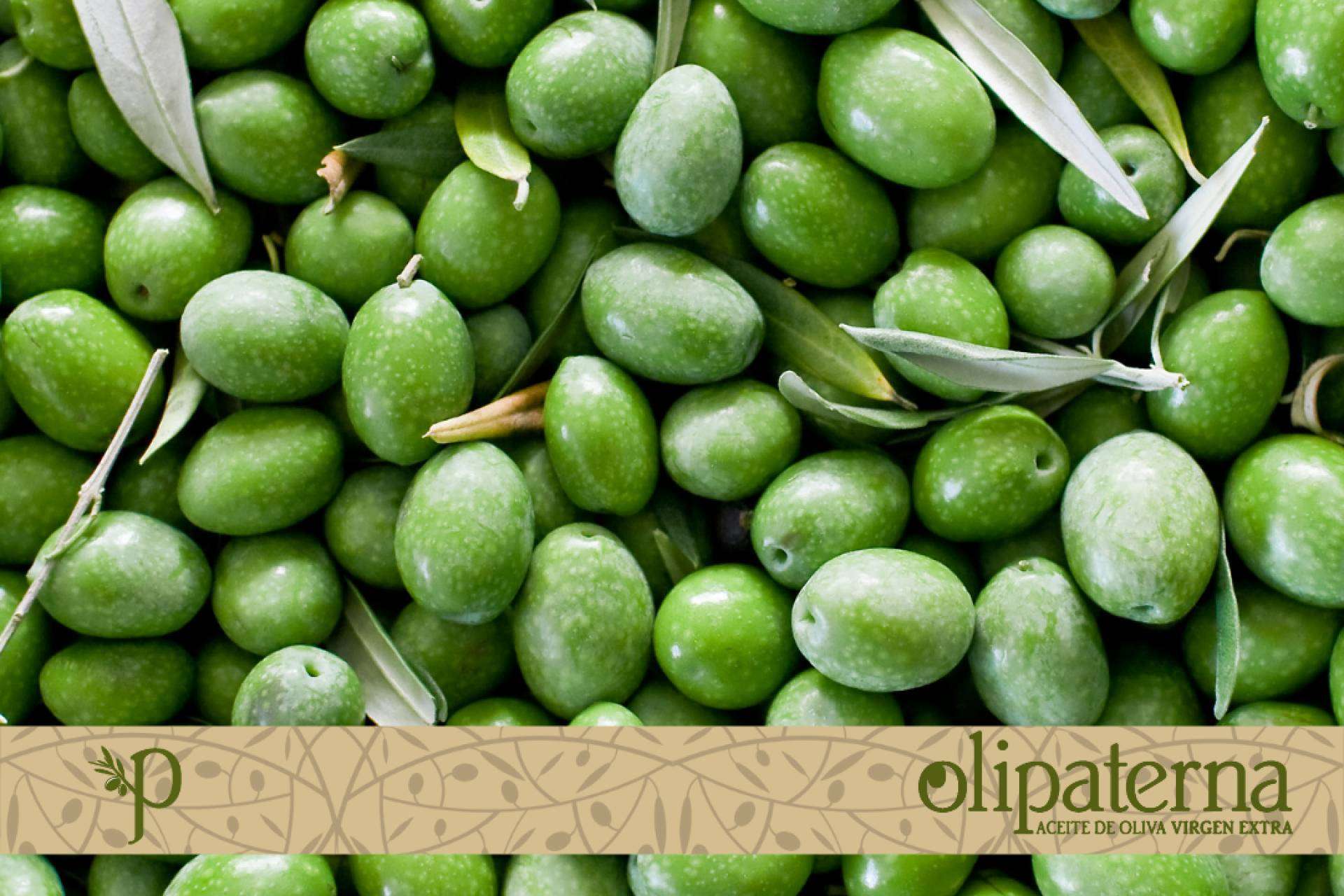El Aceite de Oliva Virgen Extra de Huelva, Olipaterna