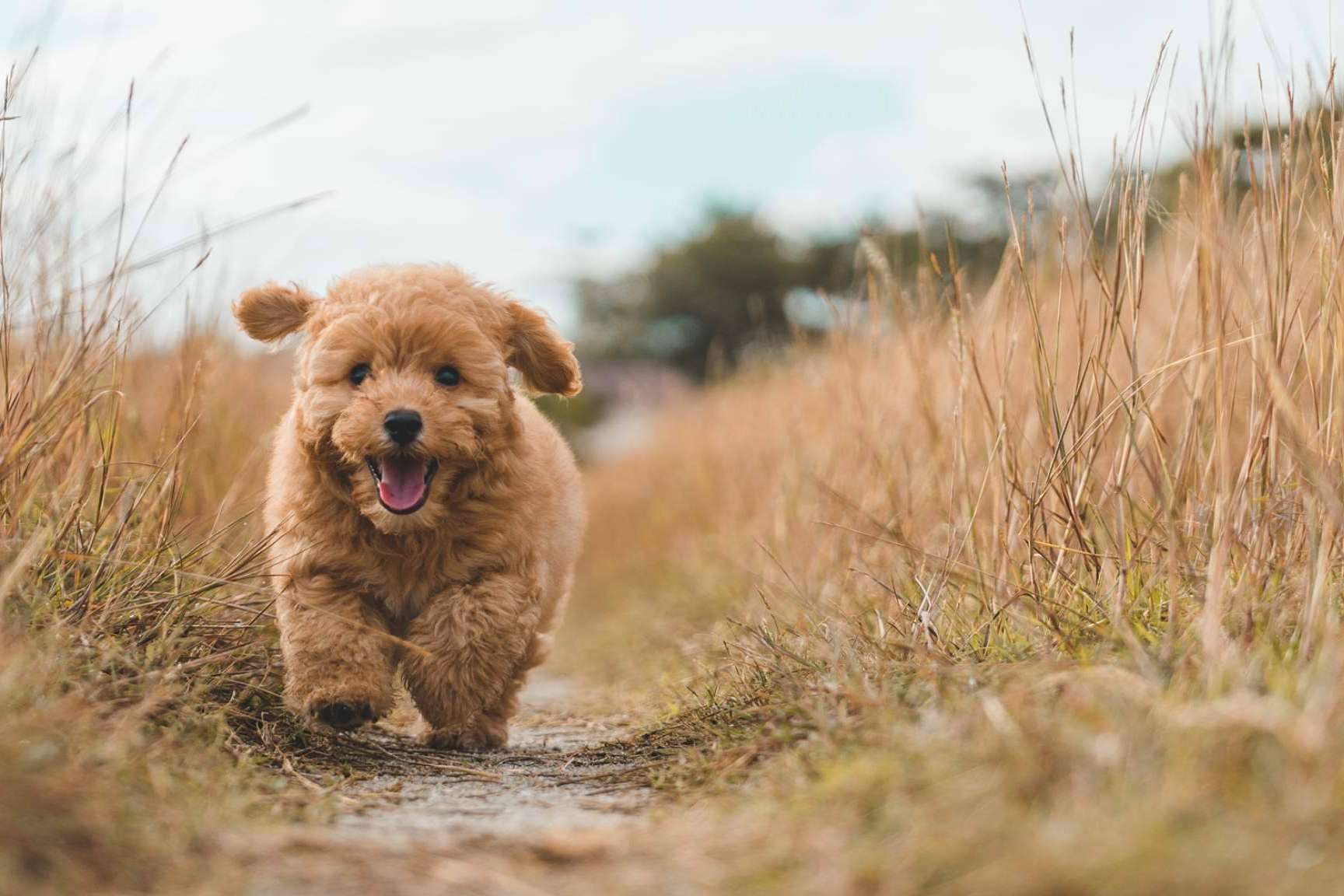 Suplementos naturales como aliado para el buen cuidado de la salud canina