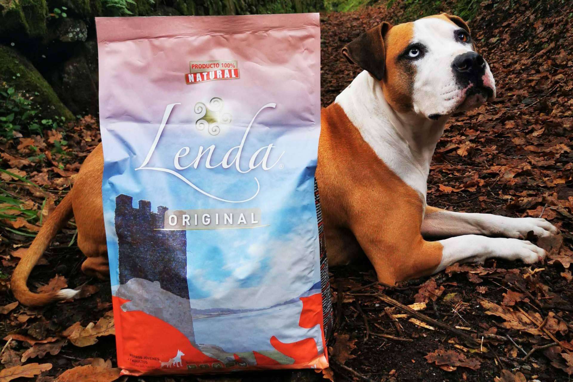 Los beneficios del pienso natural para perros