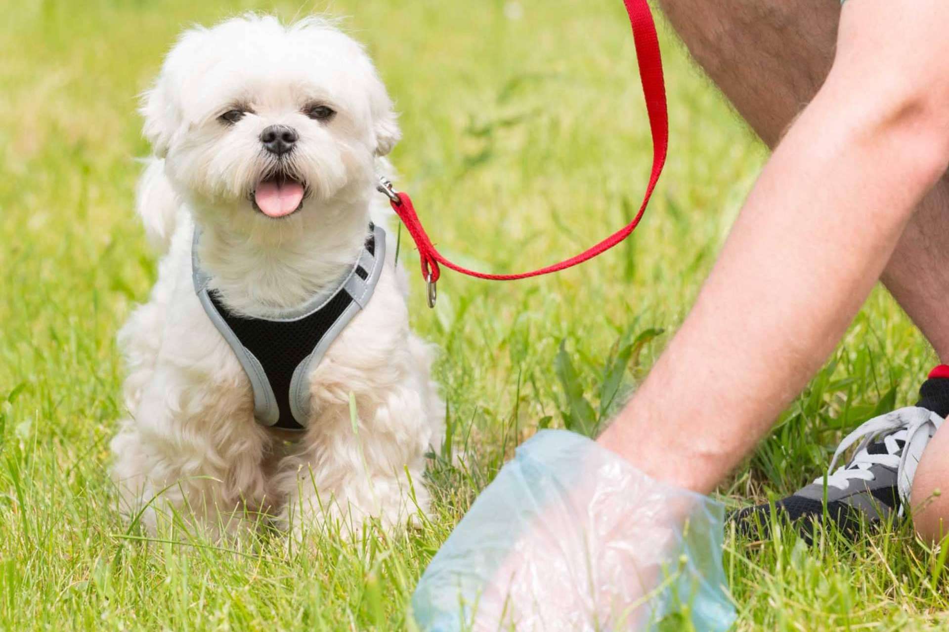 Razones para realizar un censo canino y control de heces en las localidades