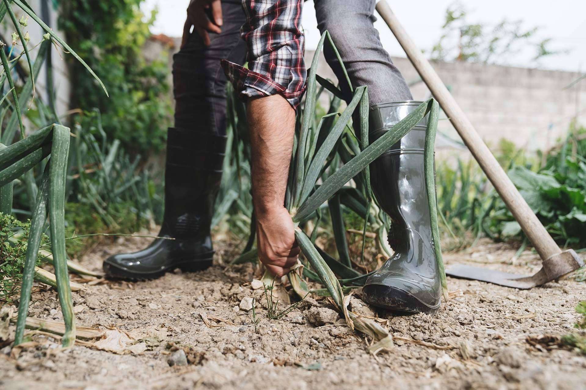 Mavinsa dispone de botas de huerta de calidad