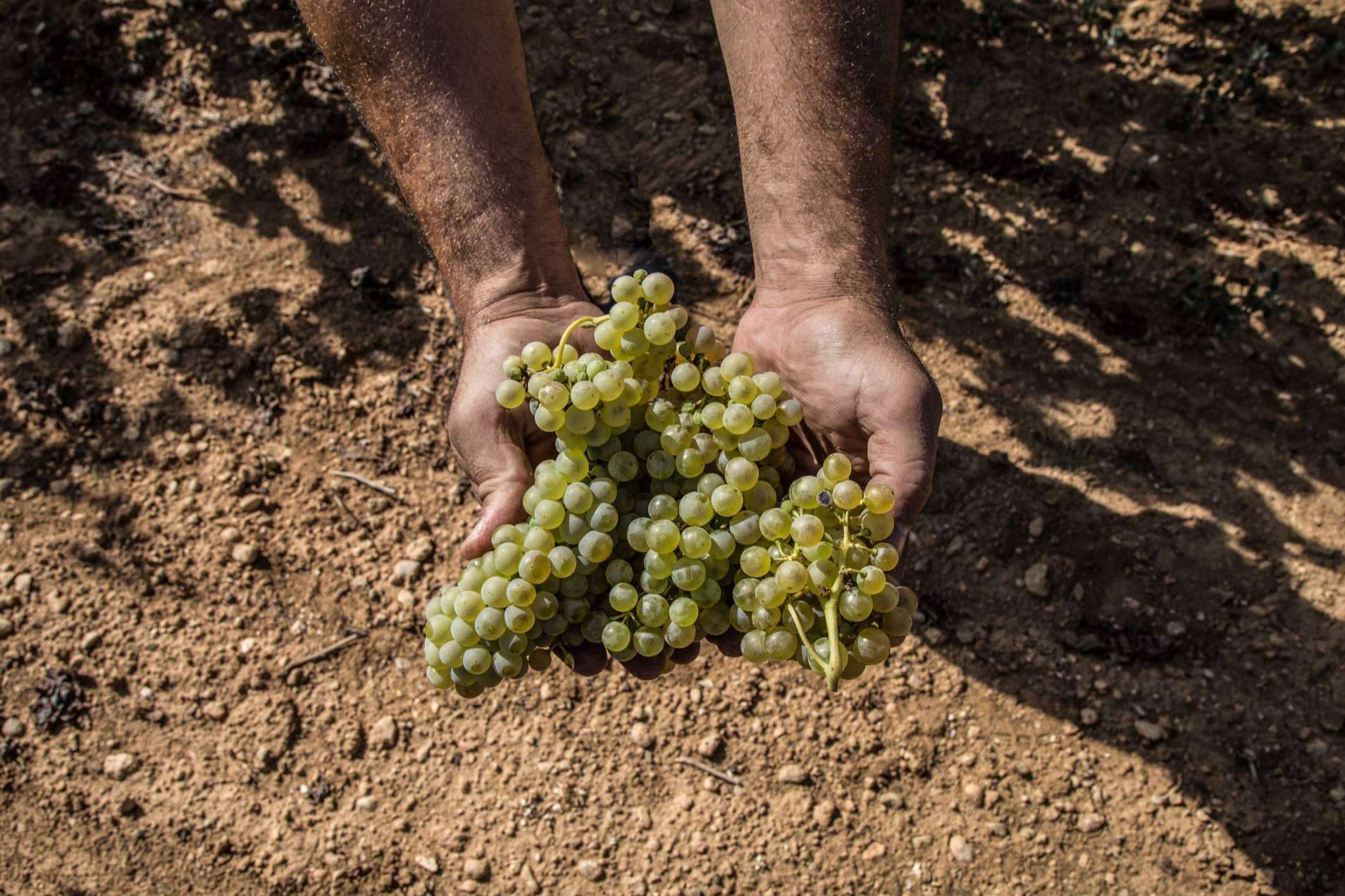 Beberse la naturaleza vinos y cavas